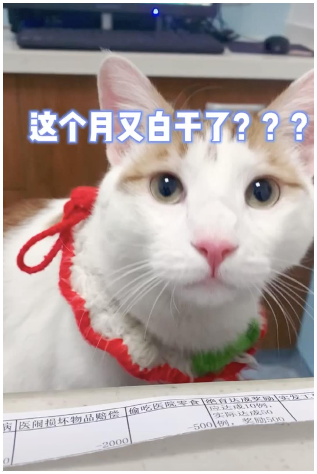 被强制绝育的橘猫，从此赖在了医院，还混成了副院长休闲区蓝鸢梦想 - Www.slyday.coM
