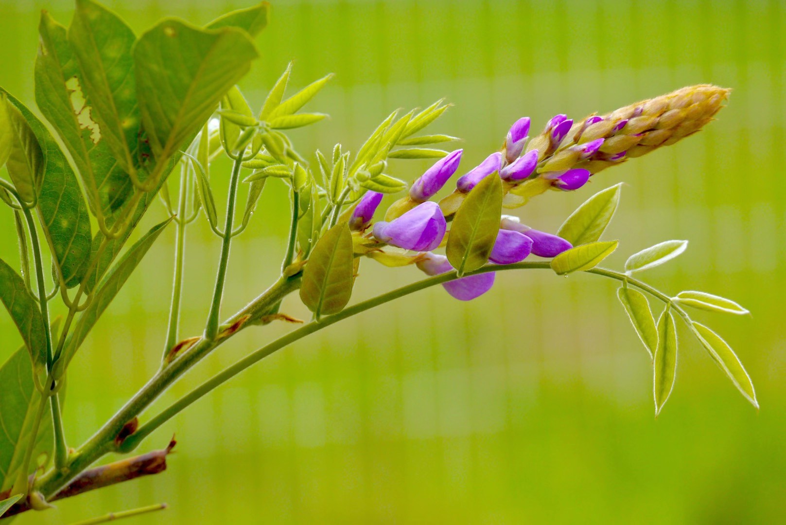 美丽的印度崖豆花_高清图集_新浪网