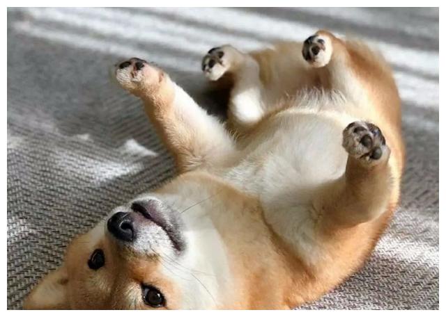 柴犬界的带刀武士,拔刀动作帅翻网友!