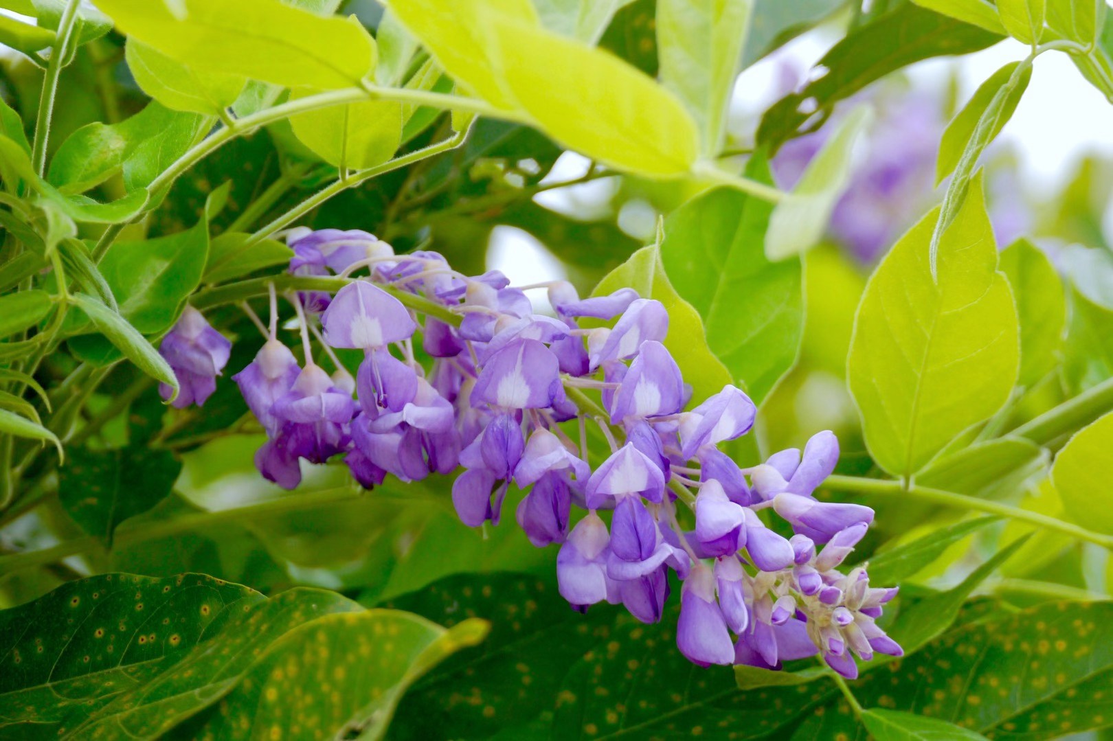 美丽的印度崖豆花