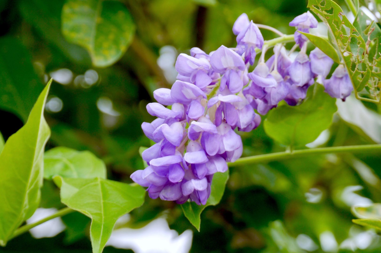 美丽的印度崖豆花