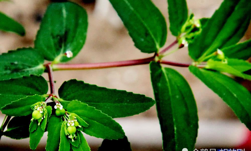 大戟科通奶草花,花序,花群体,果序,果群体,根,茎及叶原图