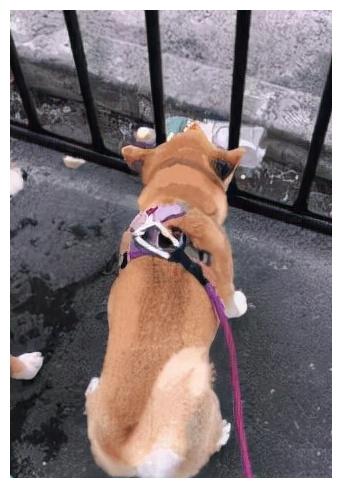 主人买了个 摇床 柴犬以为是给它的 难道我不是宝宝 柴犬 狗狗 摇床 新浪新闻 主人买了个 摇床 柴犬以为是给它的 难道我不是宝宝 柴犬 狗狗 摇床 新浪新闻