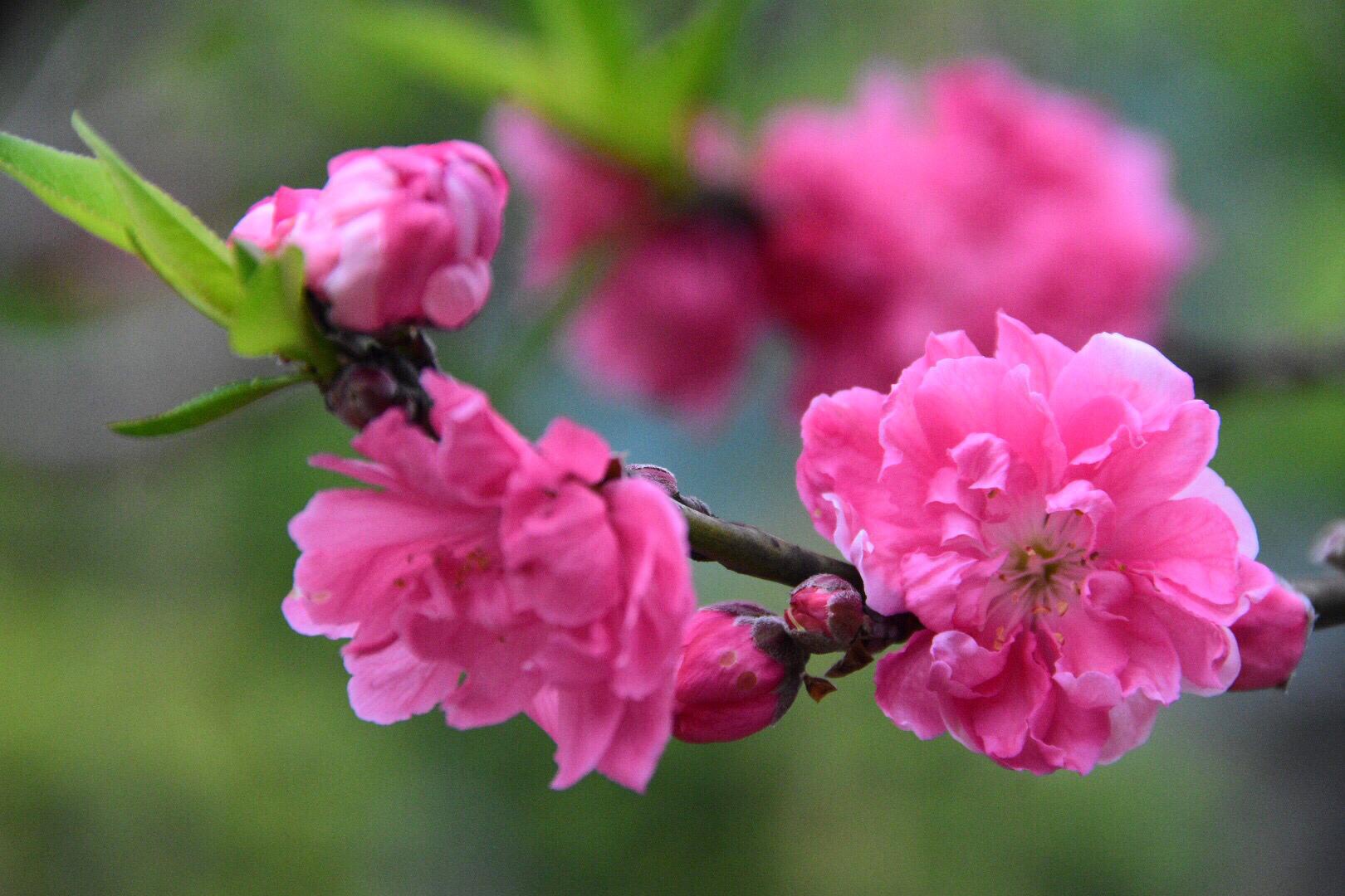 枝头春色已十分/碧桃花_高清图集_新浪网