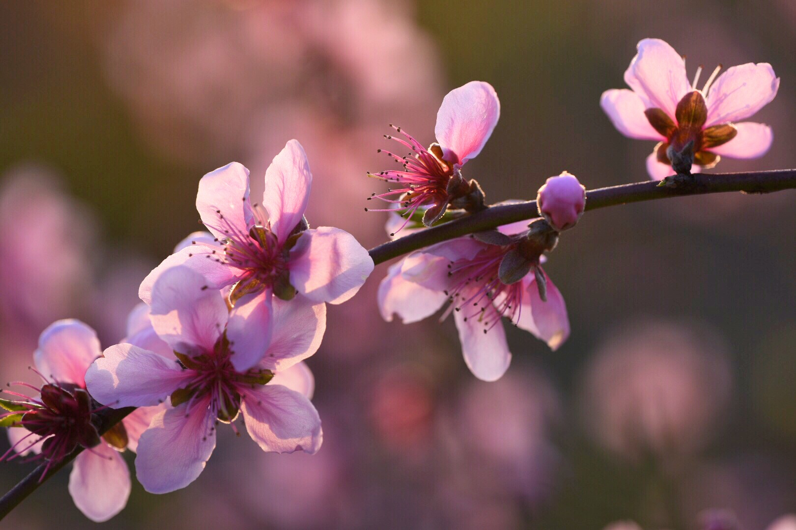 唐/吴融《桃花》 0   此盆栽外形奇异非凡,叶片绚烂比花