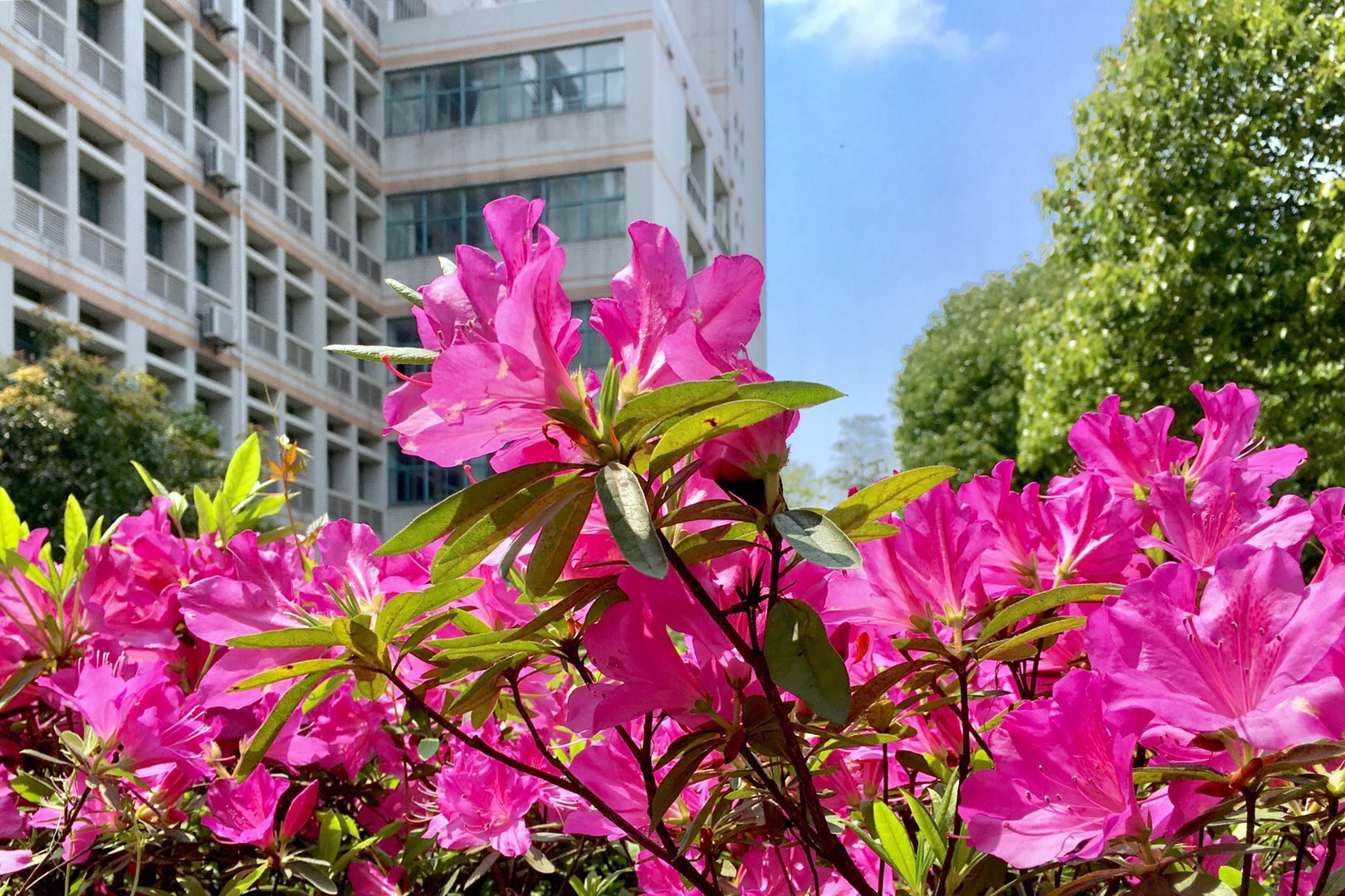 校园盛开杜鹃花【湖北工业大学(湖北 武汉)】_高清图集_新浪网
