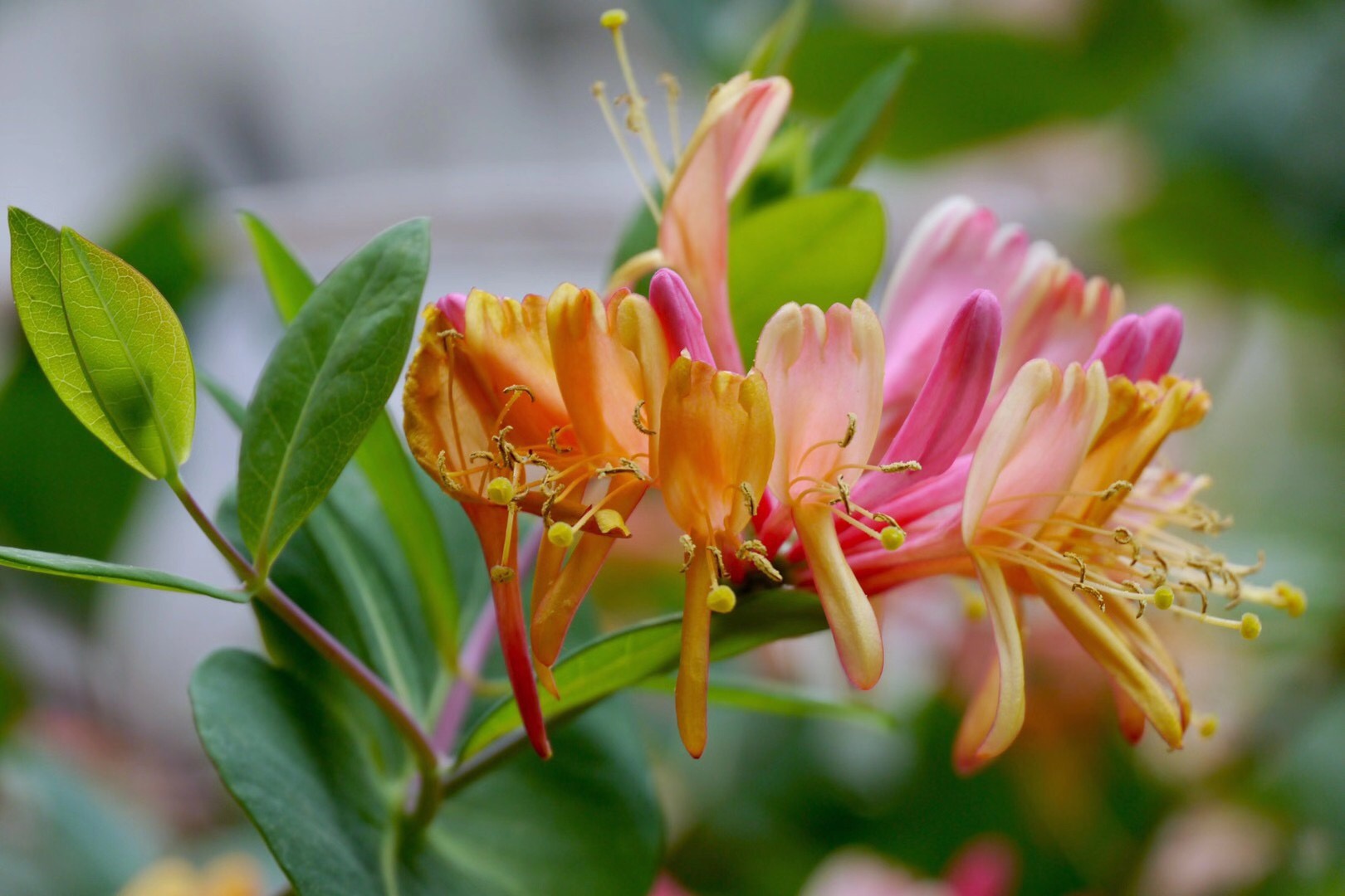 美丽的红花忍冬_高清图集_新浪网