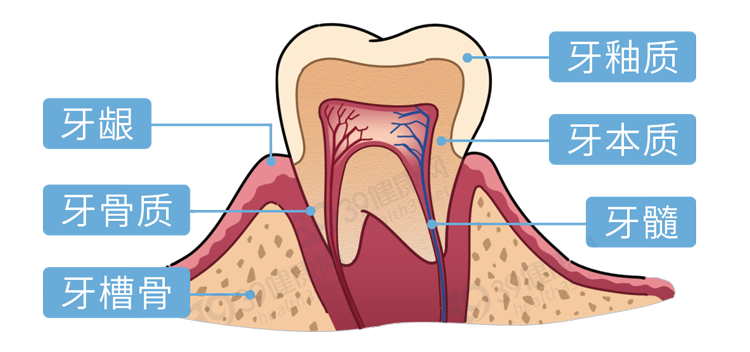 这要从牙齿的结构说起牙齿黄,是谁的错?