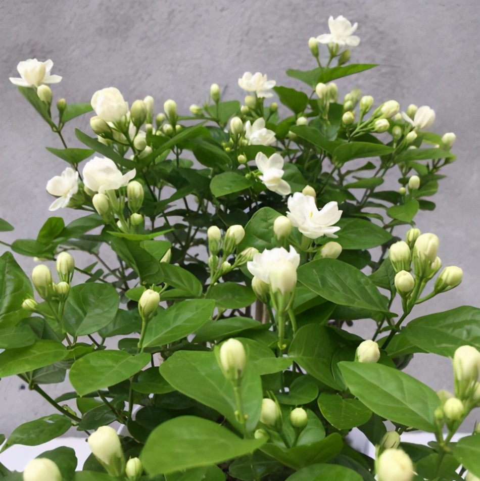 1 / 7 茉莉花它开花香味非常的足,有单瓣品种的,有重瓣品种的,好多人