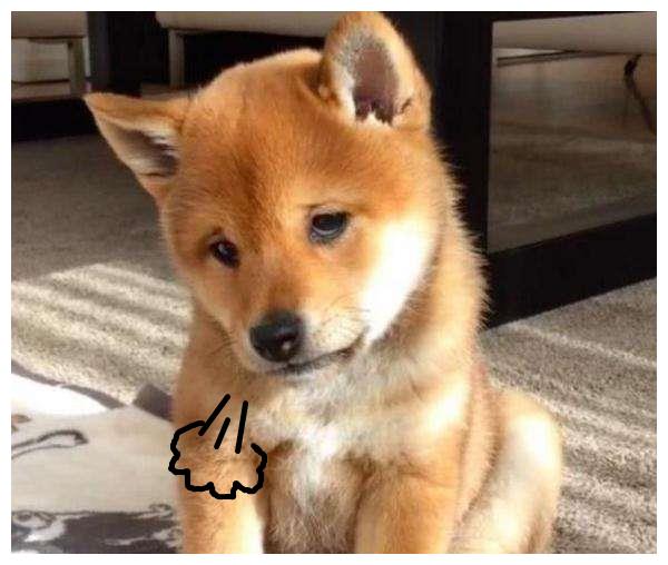 不闻狗叫声惟闻汪叹息狗狗叹气时的小九九究竟是什么