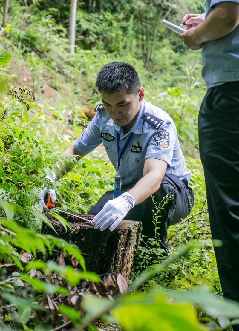 汉中市公安局森林警察支队践行职责使命当好秦巴生态卫士