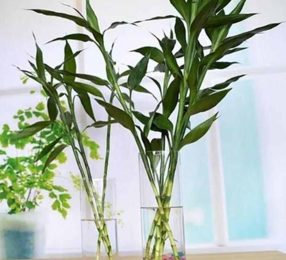 水培富贵竹生根后怎么养(水培富贵竹生根后怎么养才能更旺盛)