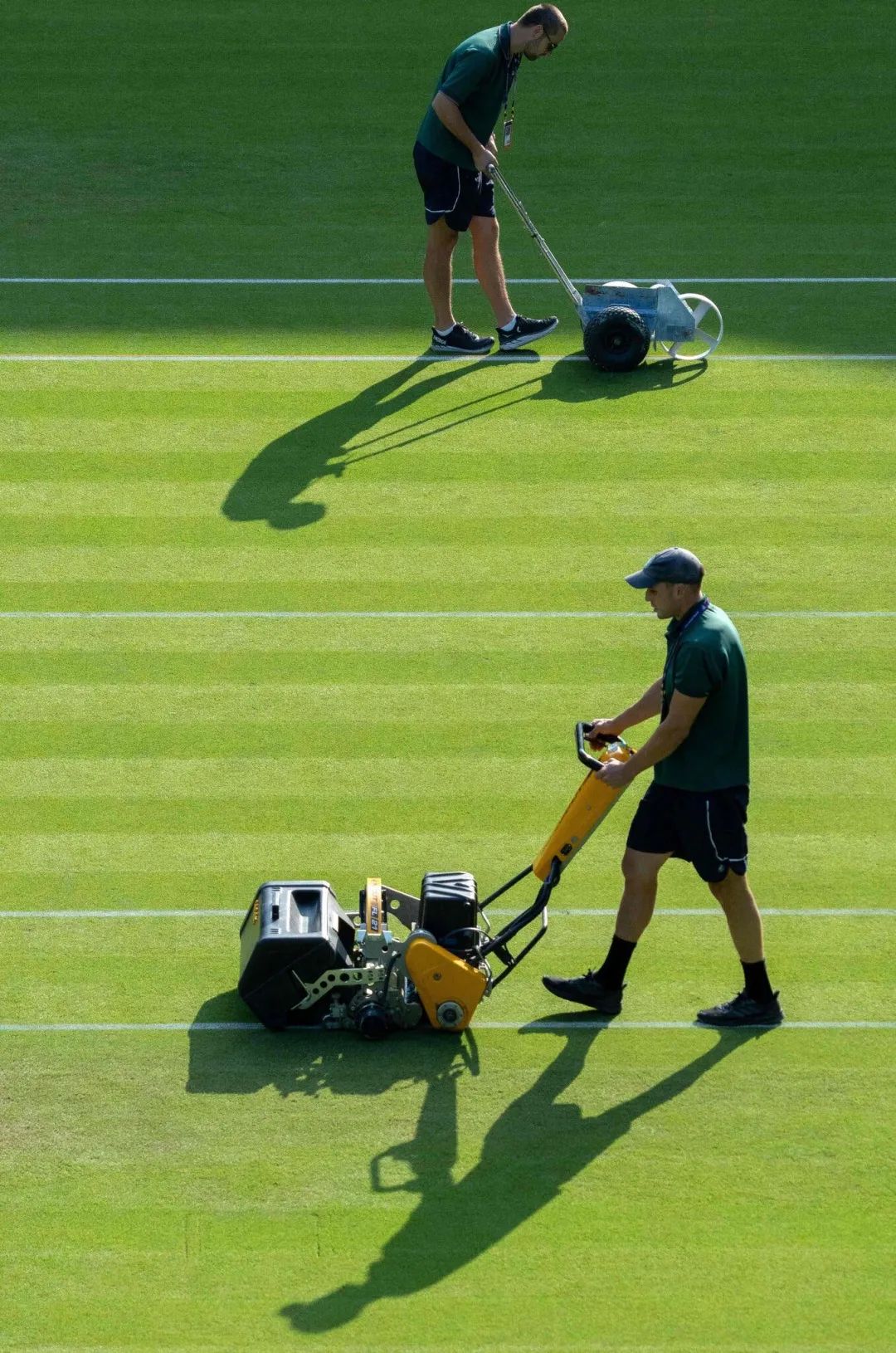 温网开赛前聊聊草地那些事