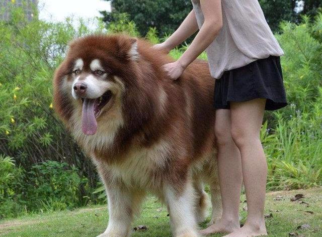 吃饭贵,洗澡贵,寄养贵,看病贵,干啥啥贵,难怪思聪的爱犬是阿拉斯加