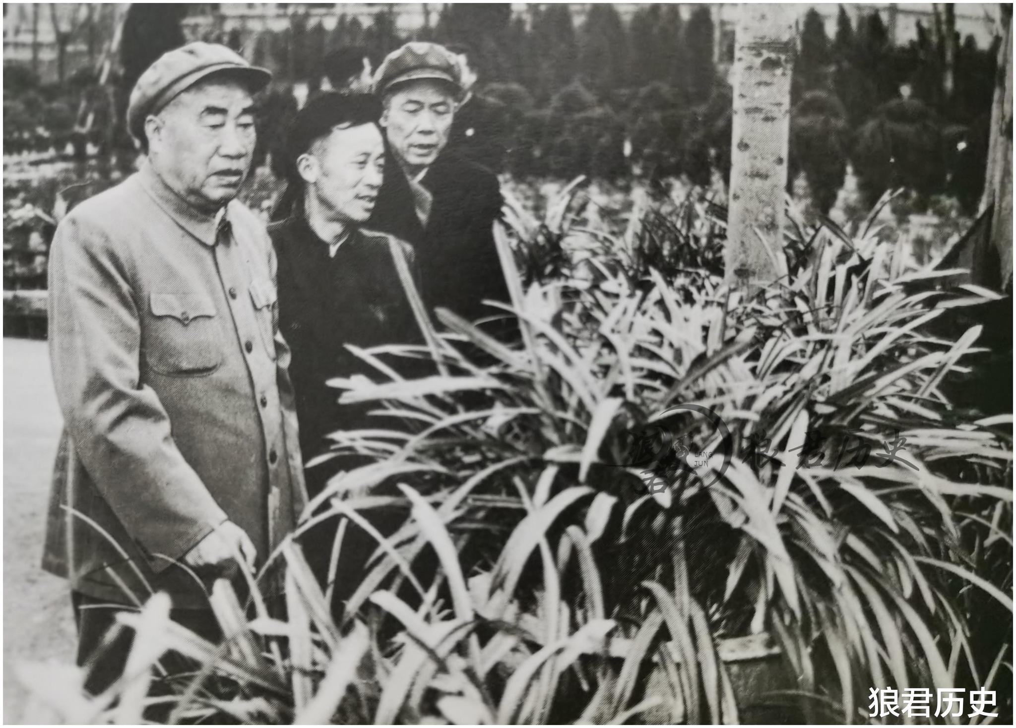 朱老总为什么钟情于兰花？不仅因为爱好，更因为牺牲的妻子伍若兰__财经头条