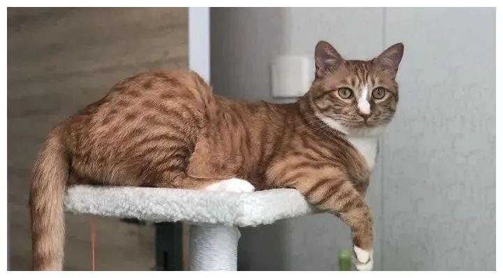 被强制绝育的橘猫，从此赖在了医院，还混成了副院长休闲区蓝鸢梦想 - Www.slyday.coM