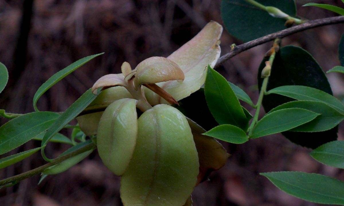 这种野果清明前后长势最好,如今越来越少了,你见过吗