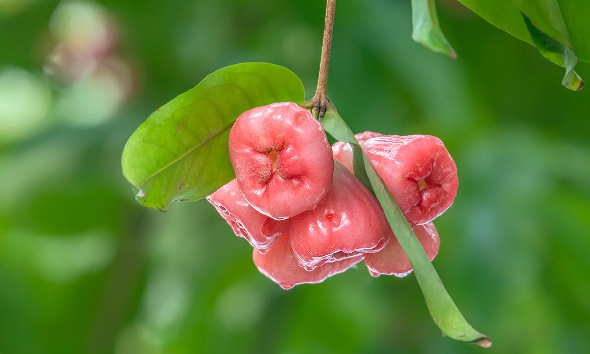 洋蒲桃刚成熟鲜果挂满了枝头