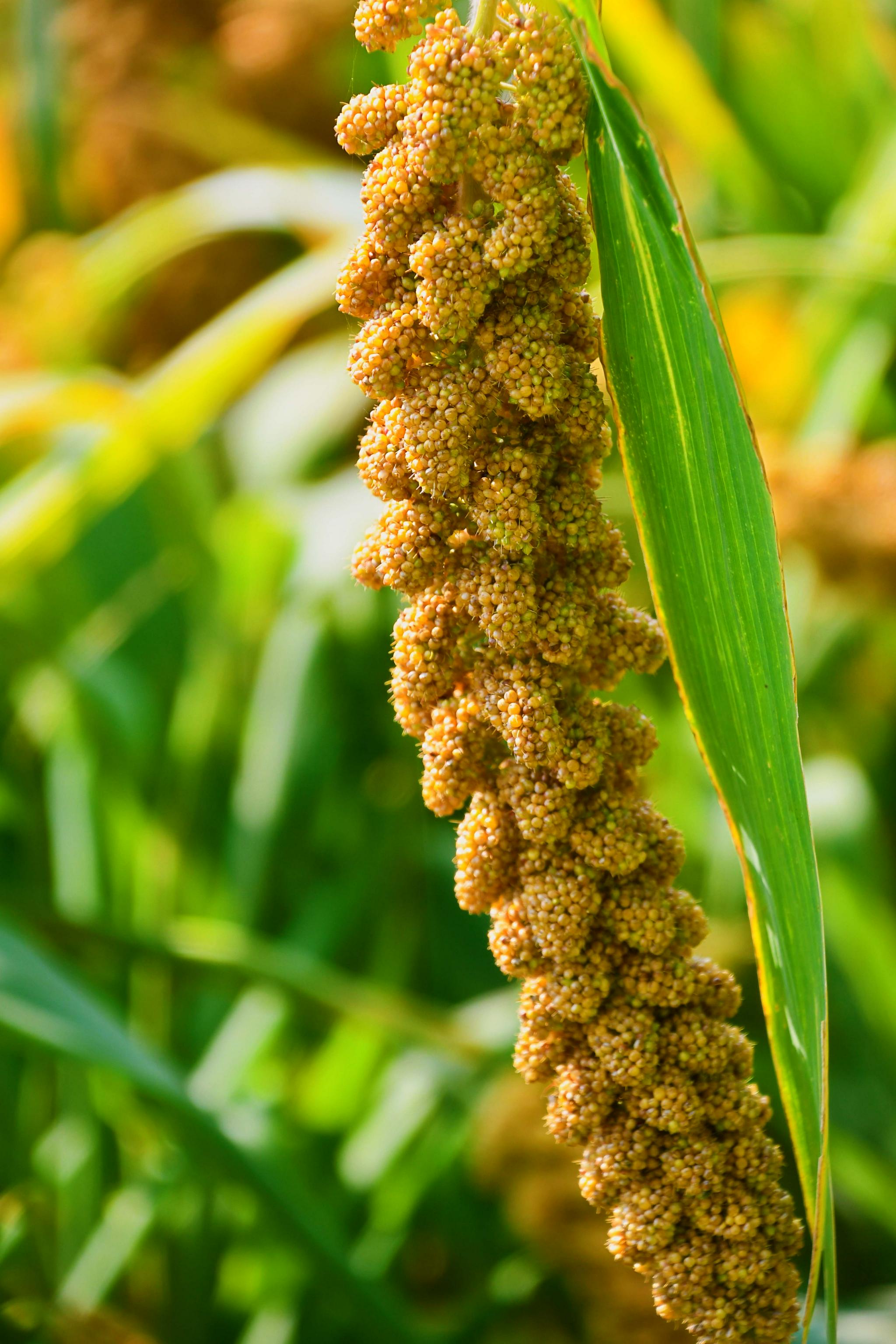 金色的谷穗原创拍摄