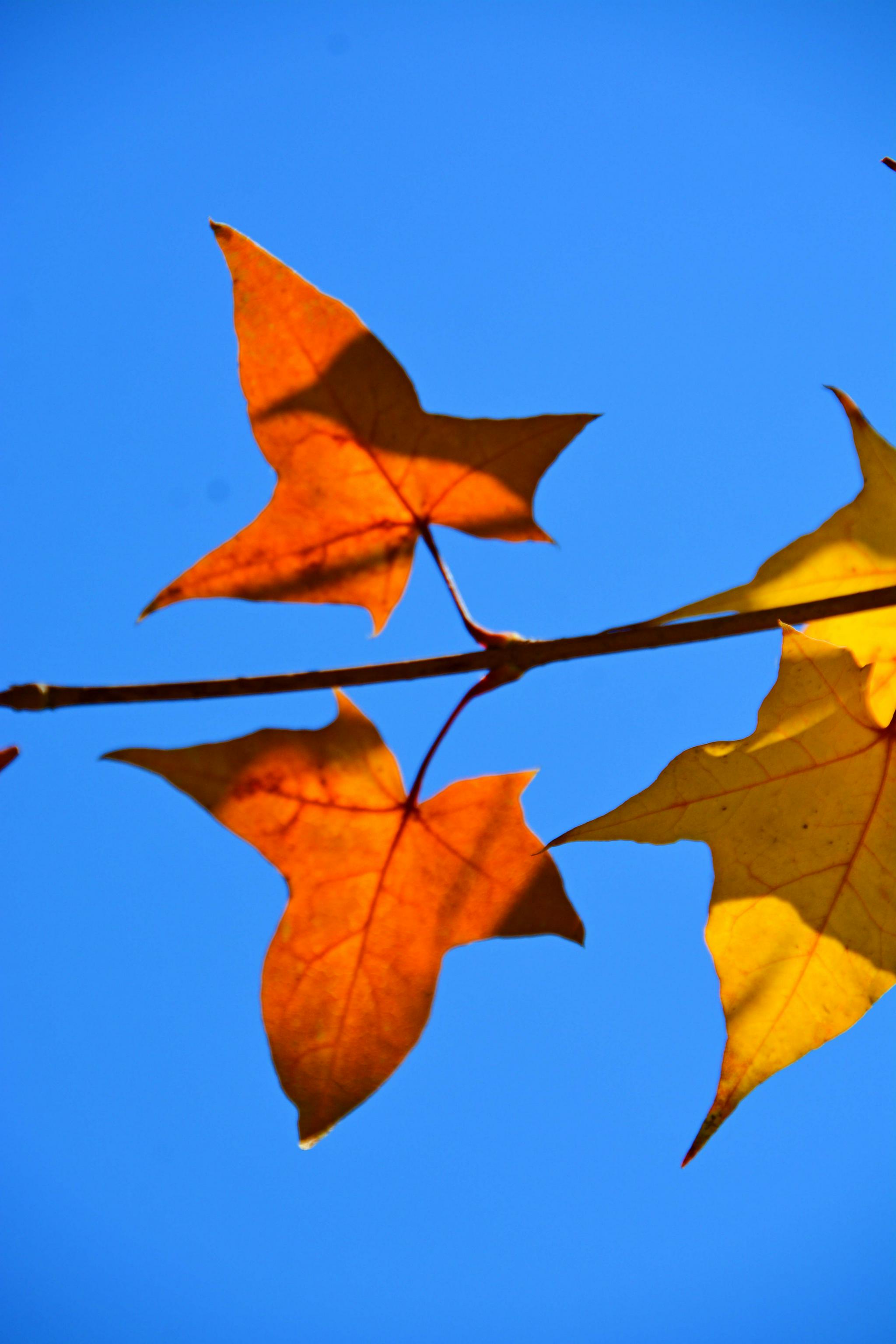 形状很特别的枫叶,原创拍摄