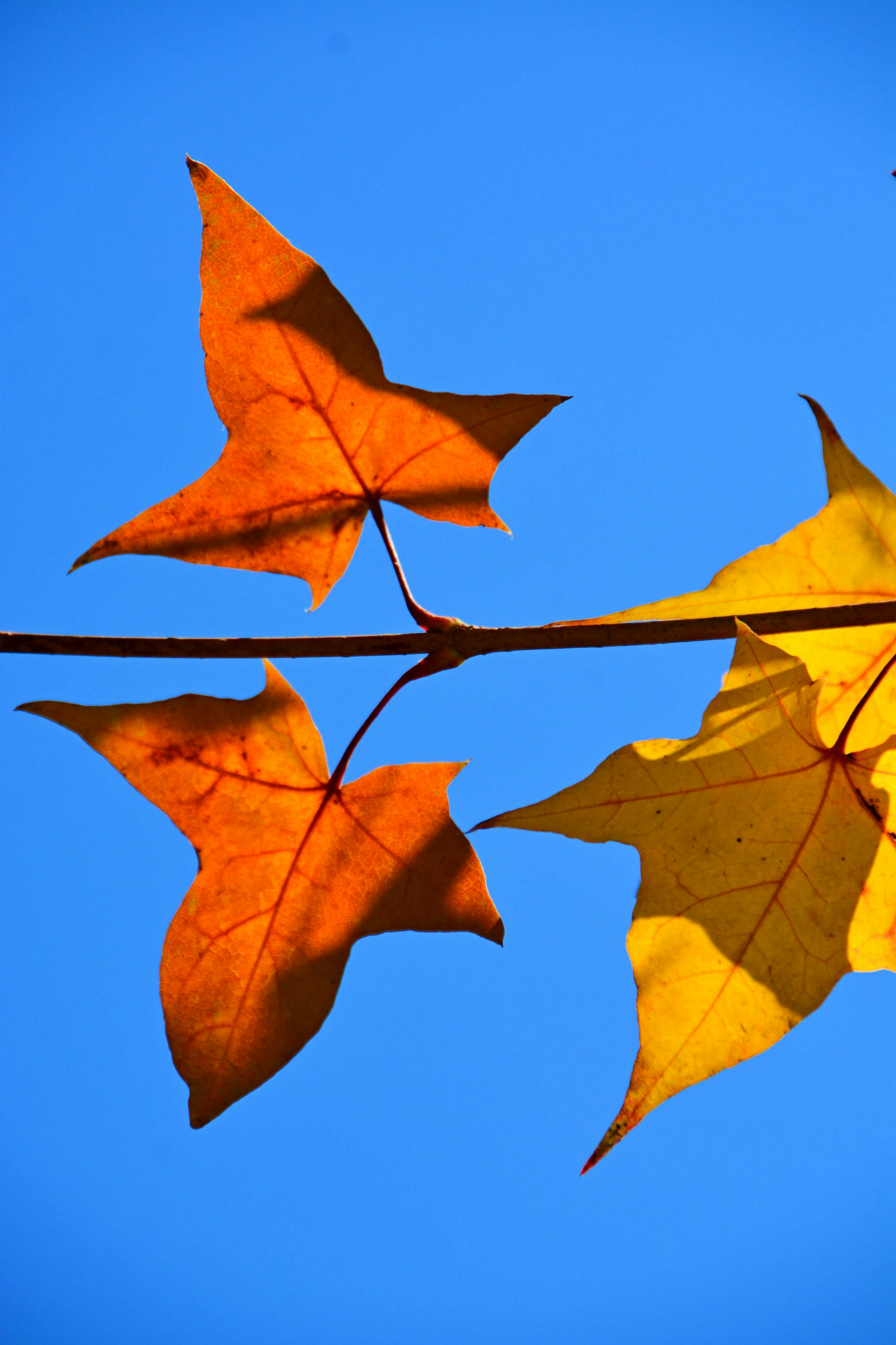 形状很特别的枫叶,原创拍摄