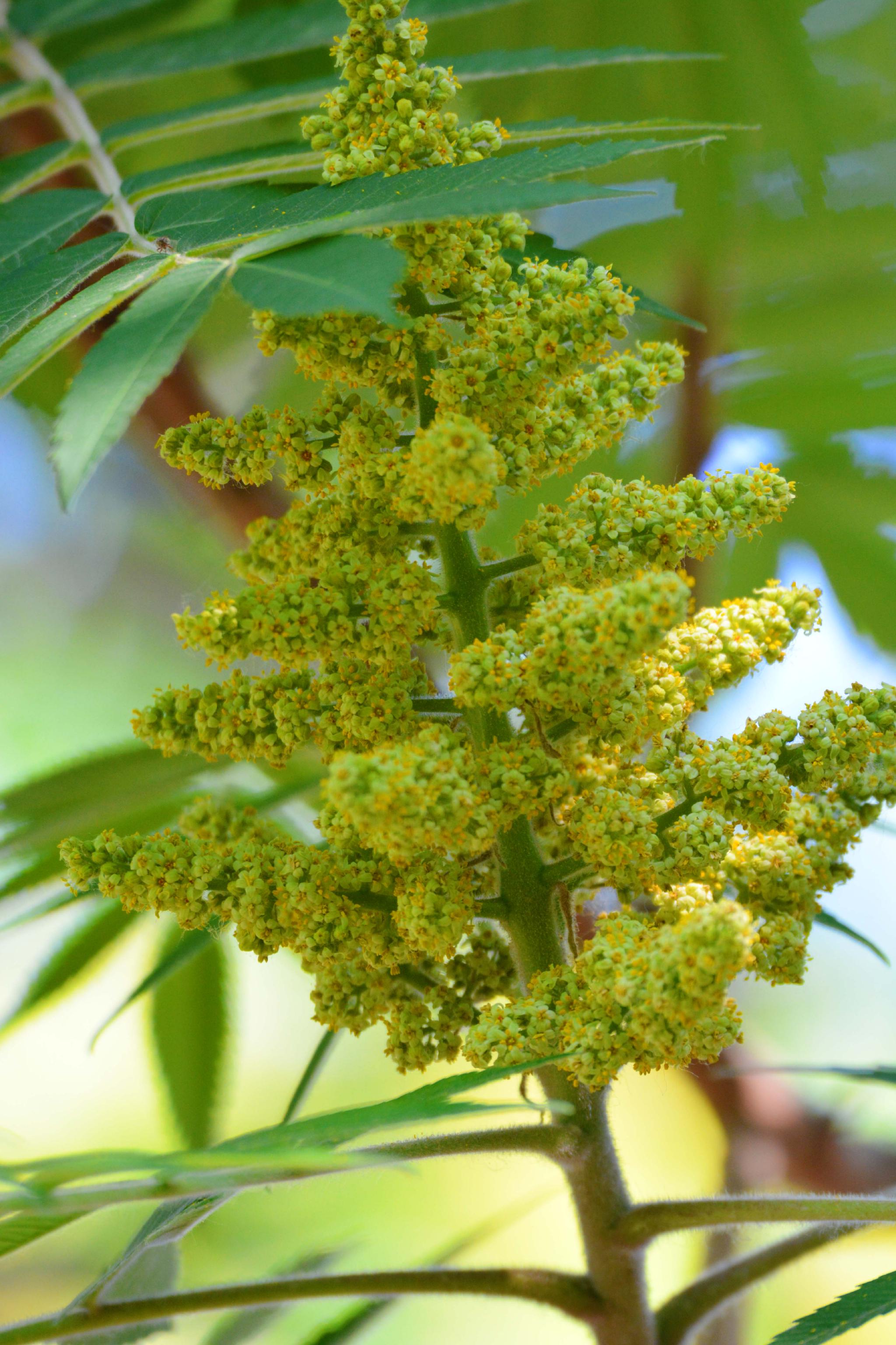 火炬树花和叶,原创拍摄火炬树花和叶,原创拍摄特别声明:以上文章内容