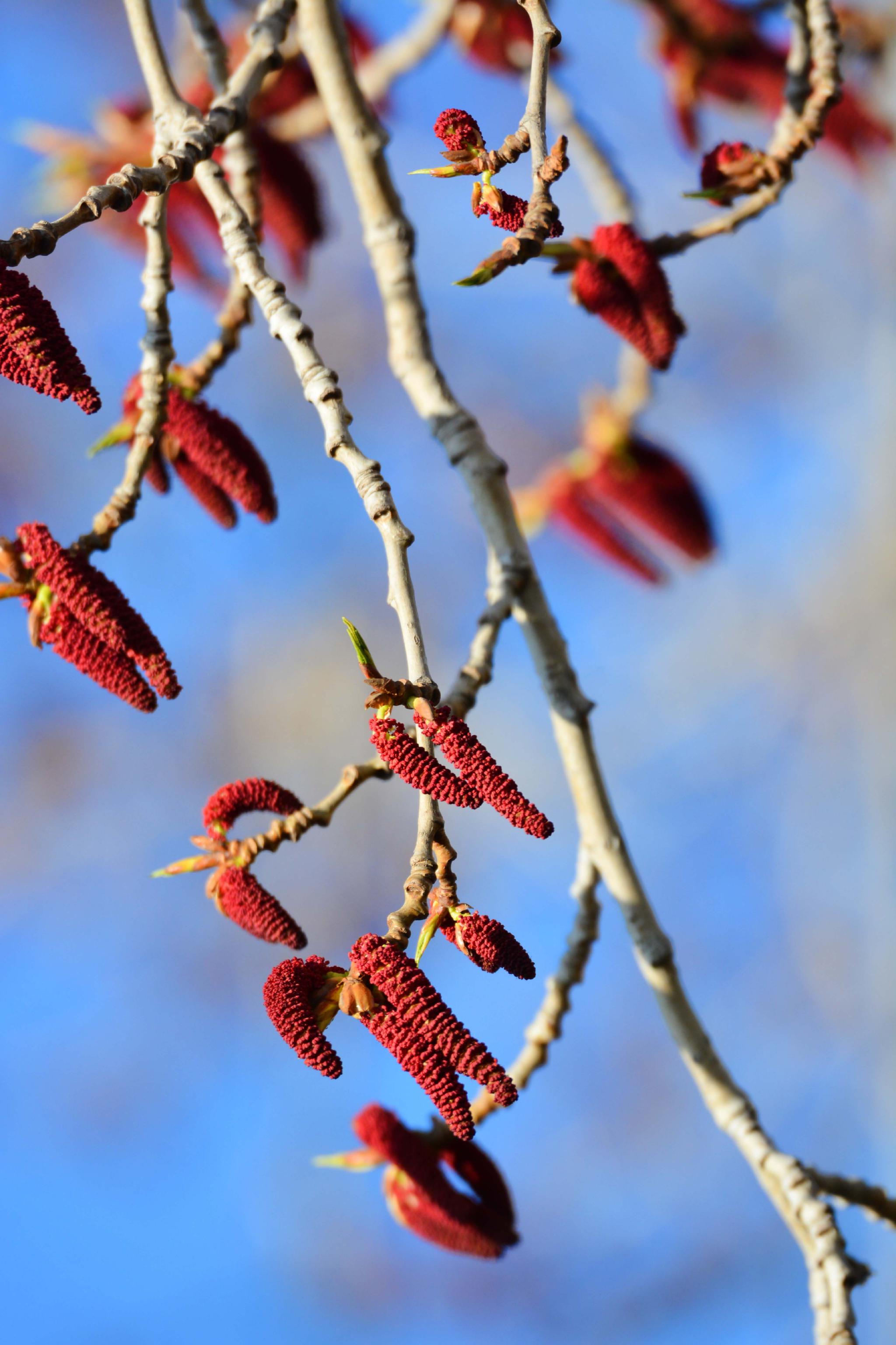 加拿大杨树红色花原创拍摄