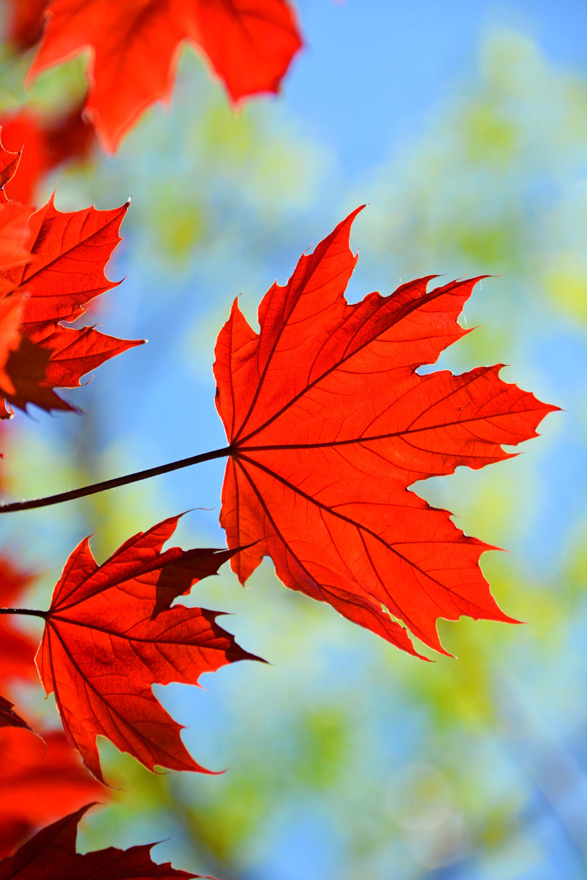 春天红色枫叶,原创拍摄|枫叶|红色|原创_新浪新闻