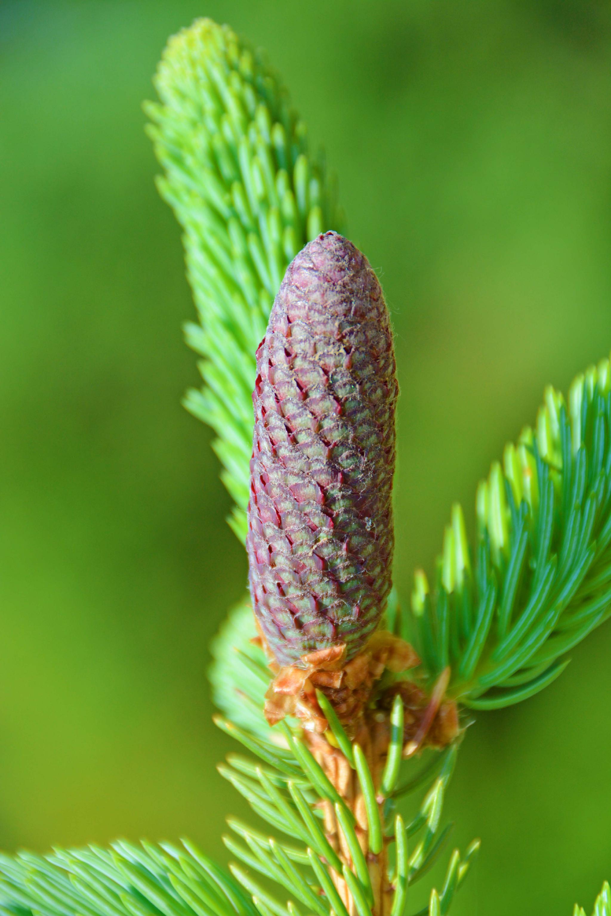 云杉果实颜色多变原创拍摄