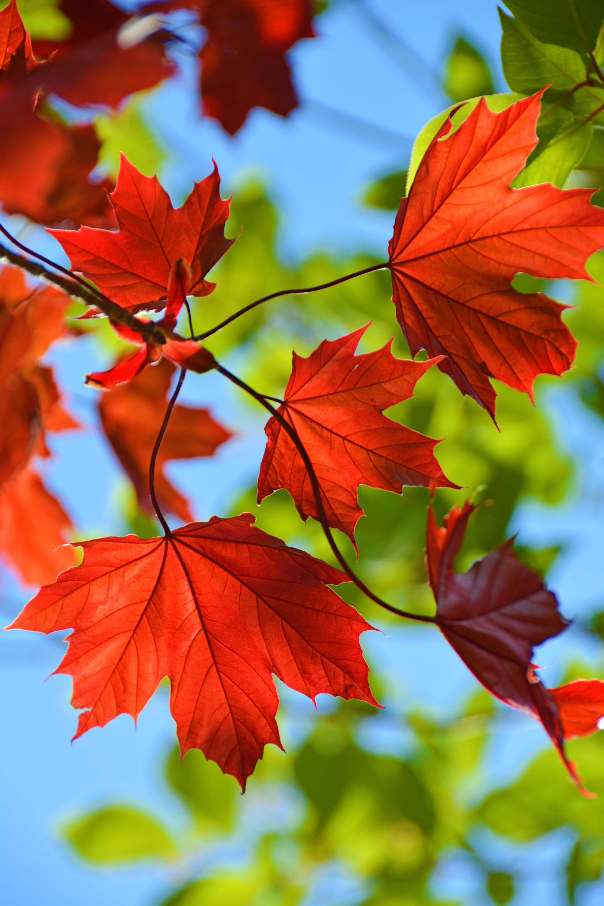 春天红色枫叶原创拍摄