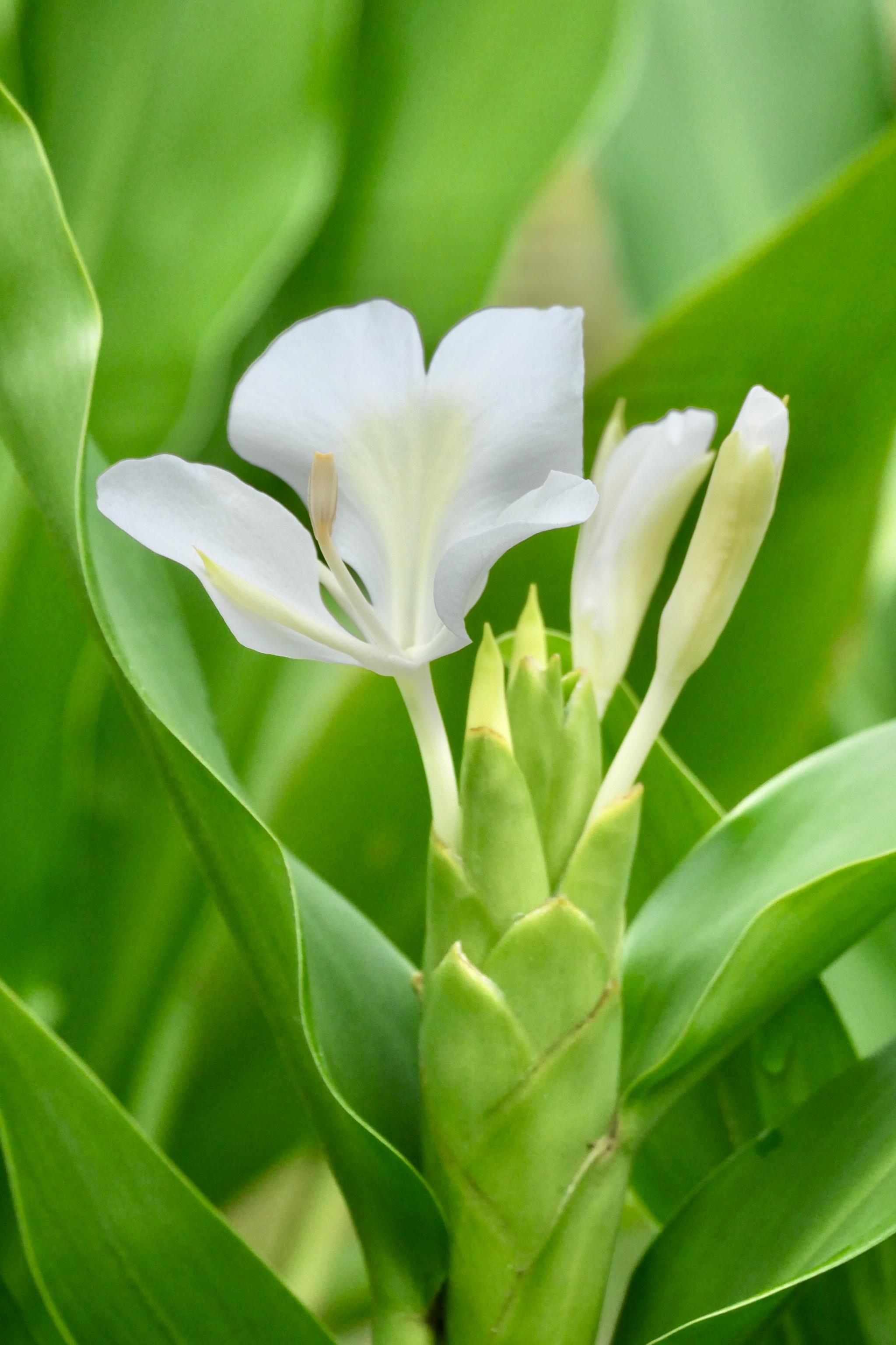 美丽的姜花（中科院武汉植物园）__财经头条