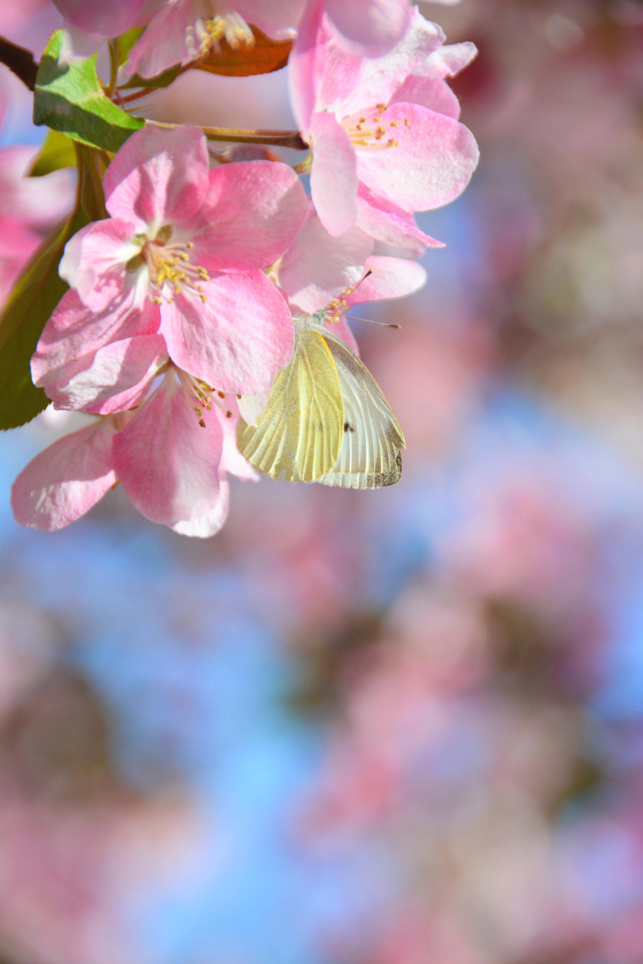 粉色海棠花原创拍摄