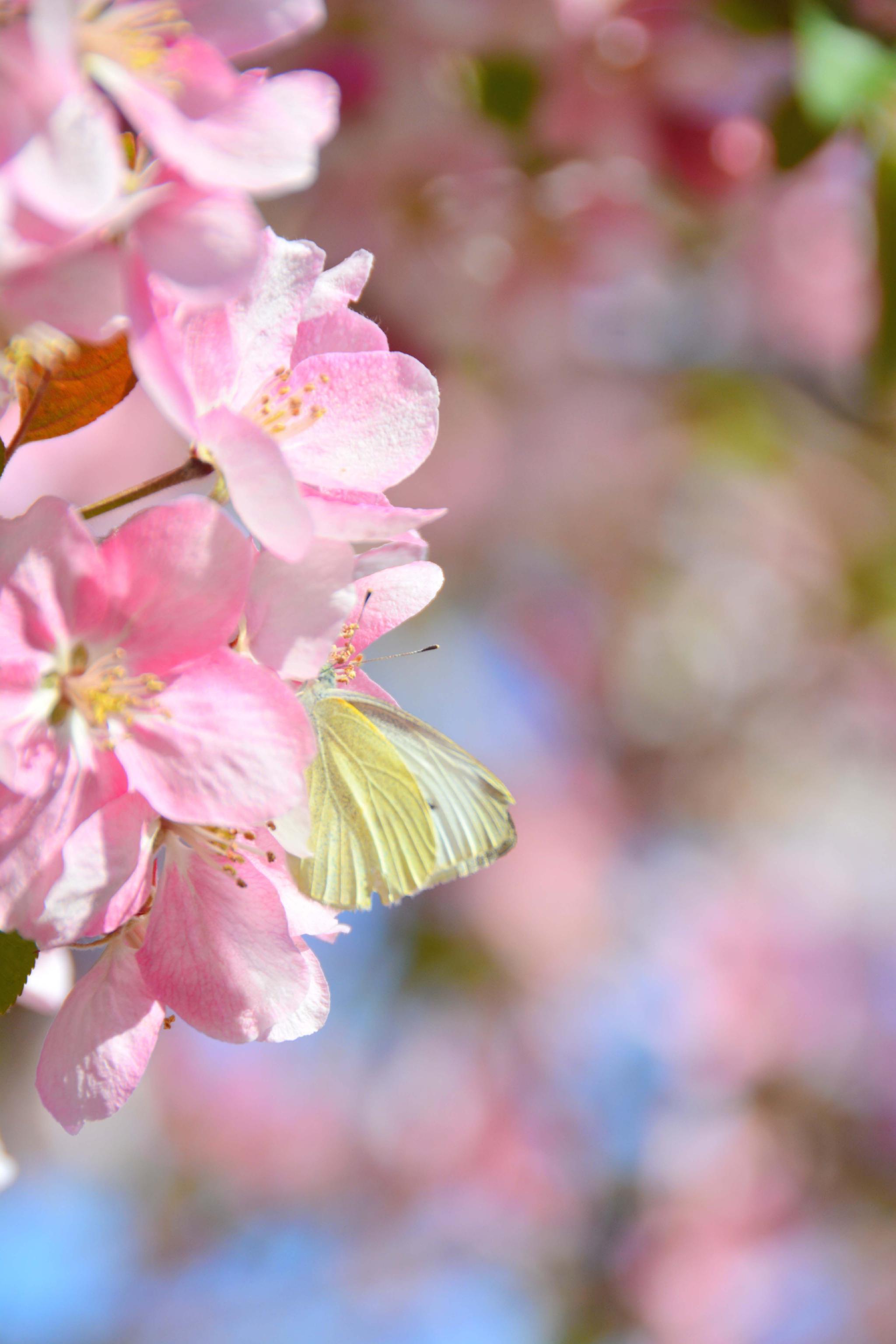 粉色海棠花原创拍摄