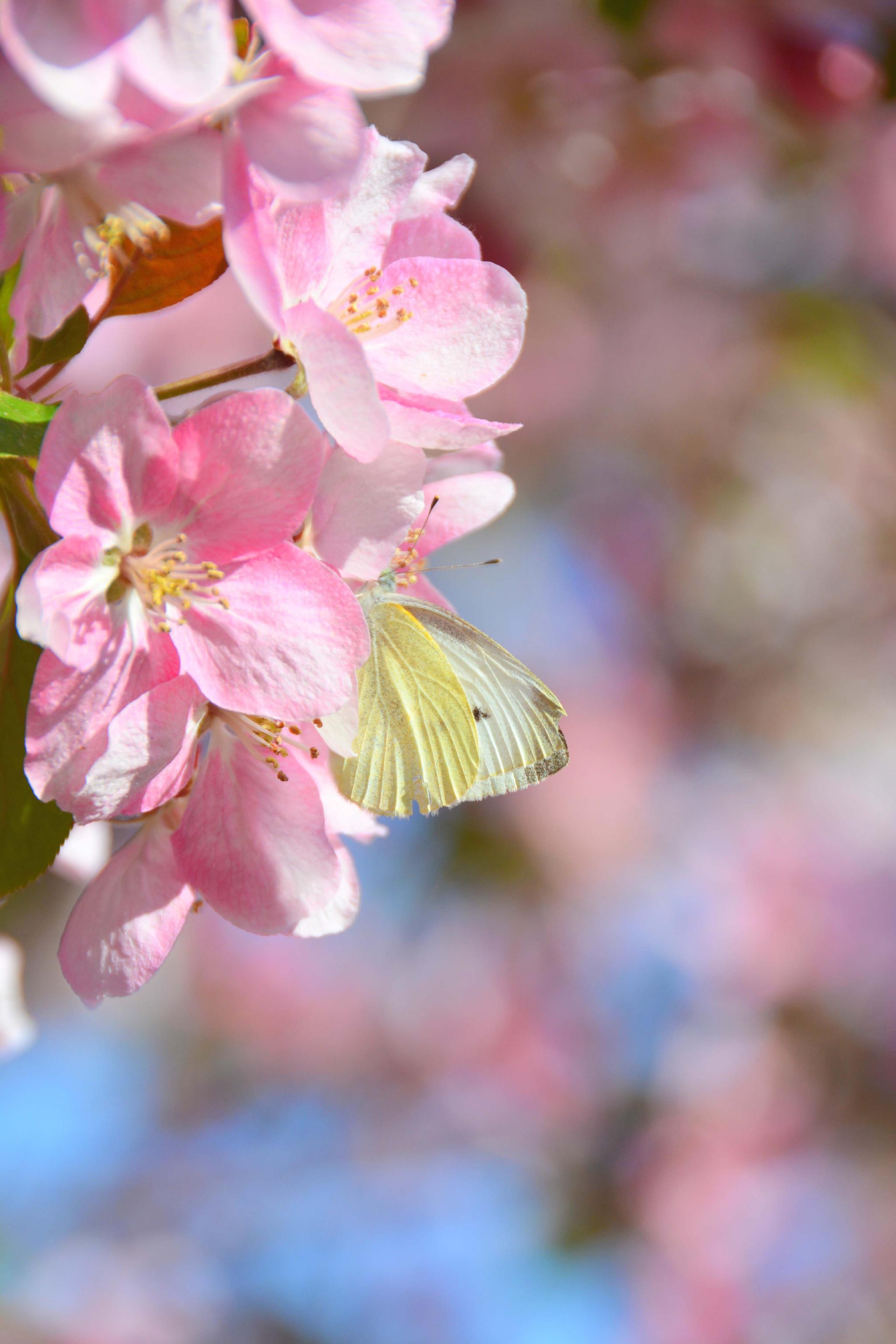 粉色海棠花原创拍摄