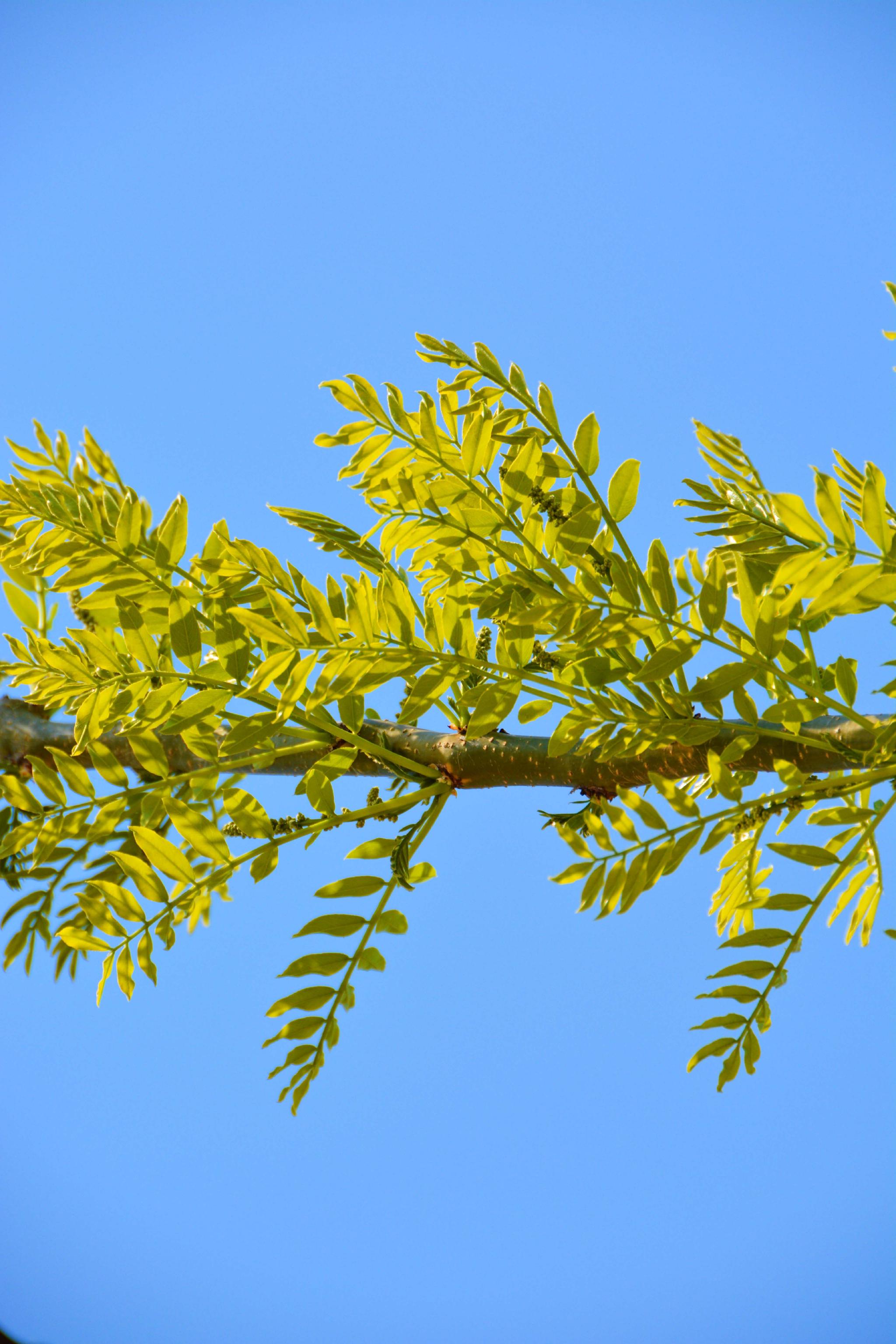 皂角树新叶和花穗,原创拍摄__财经头条