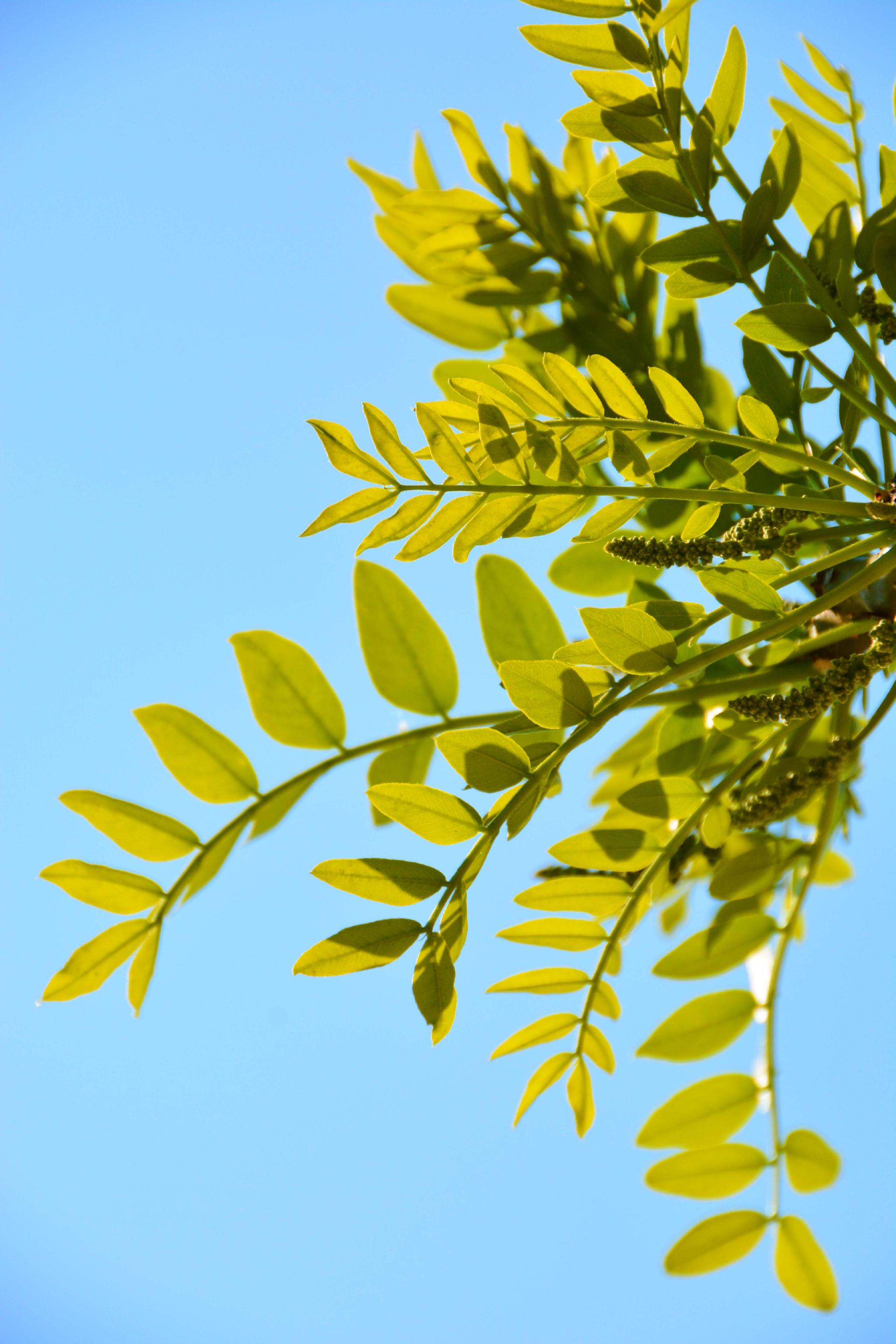 皂角树新叶和花穗,原创拍摄__财经头条