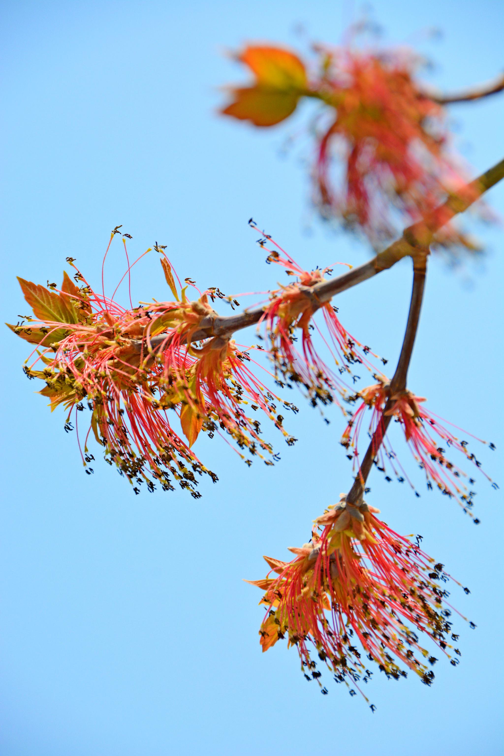 梣叶槭花穗和新叶,原创拍摄