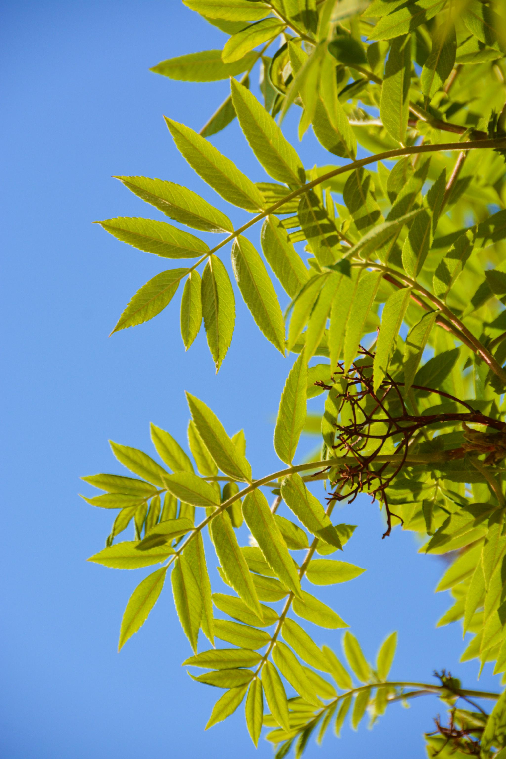 花楸树叶子,原创拍摄