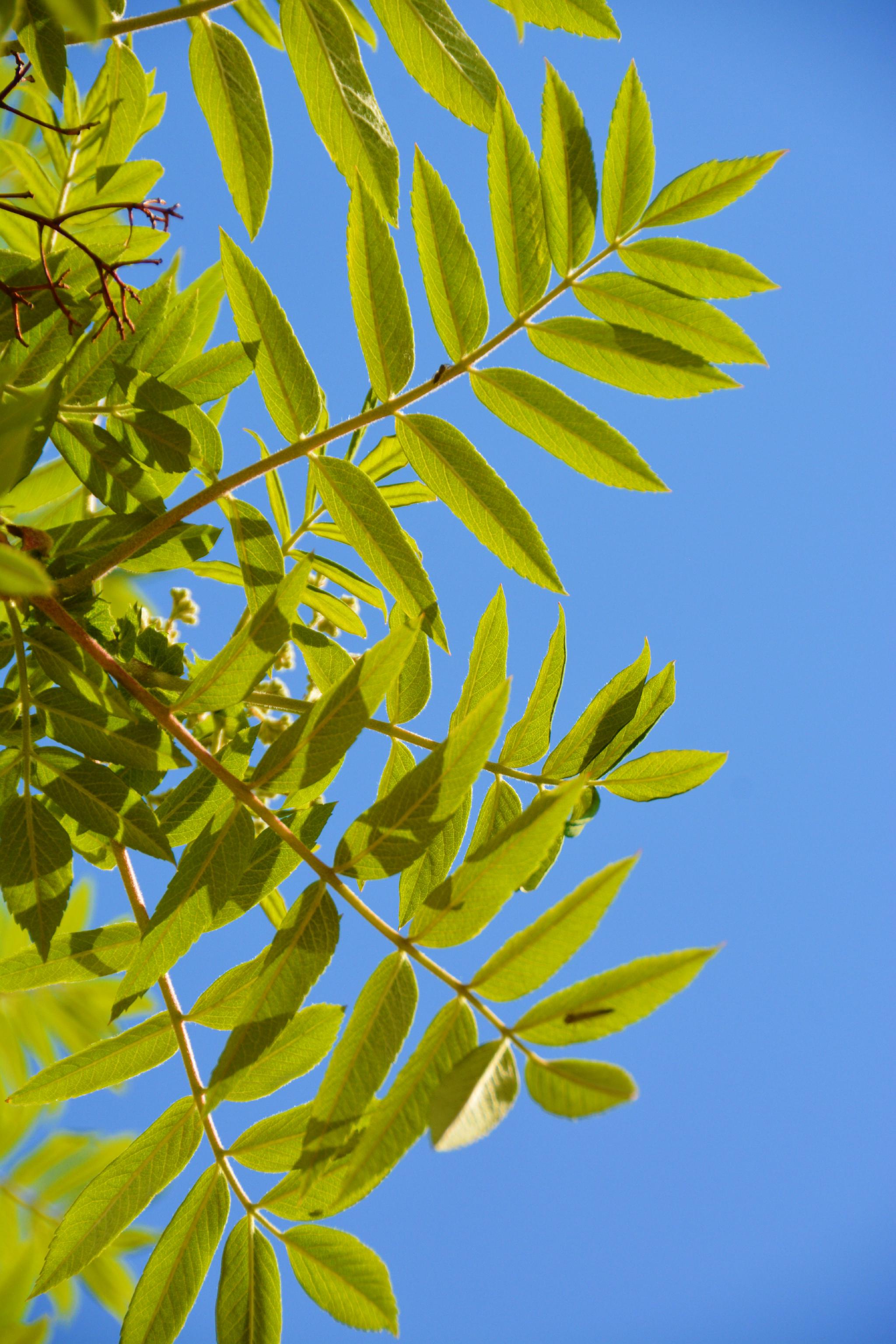 花楸树叶子,原创拍摄