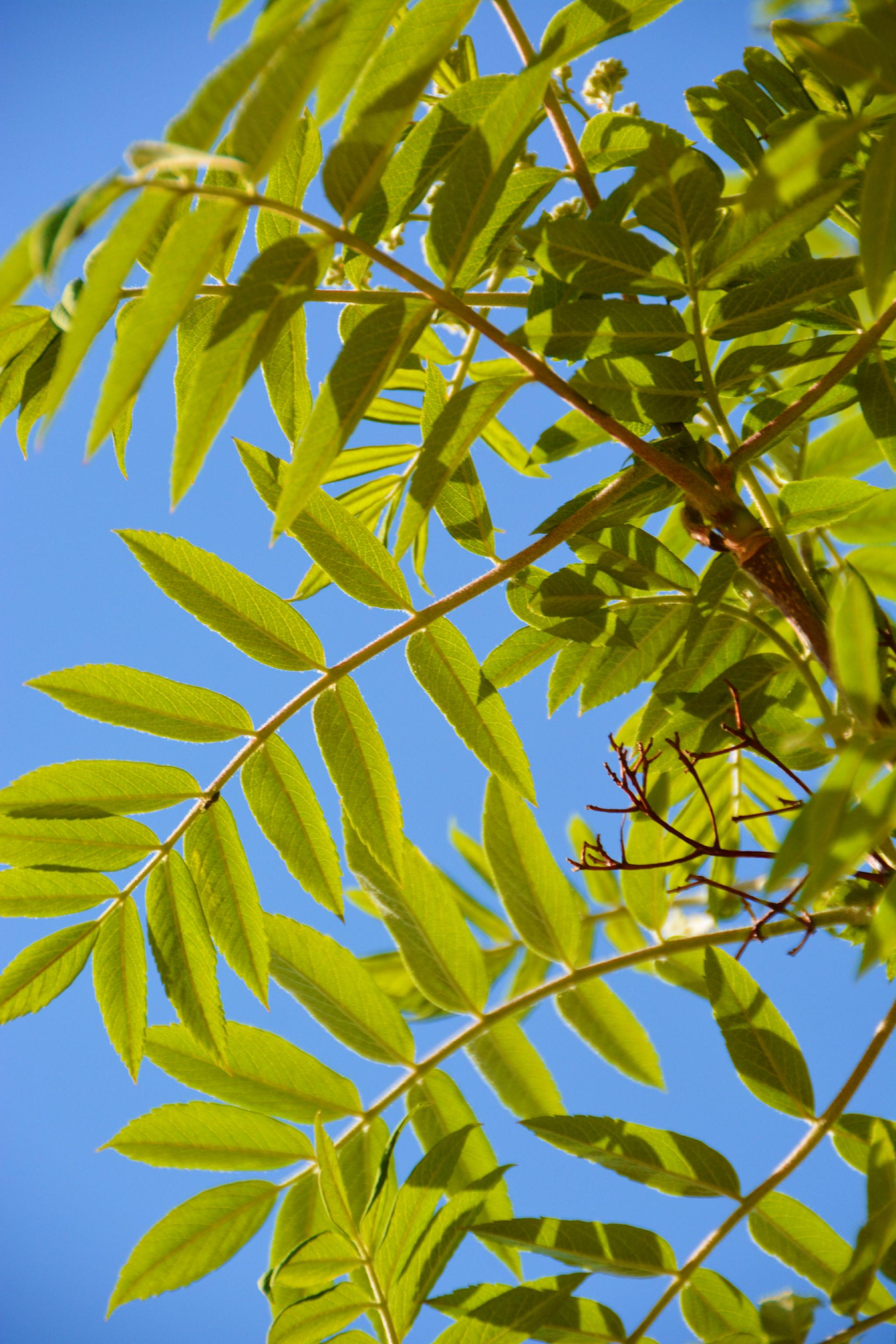 花楸树叶子,原创拍摄