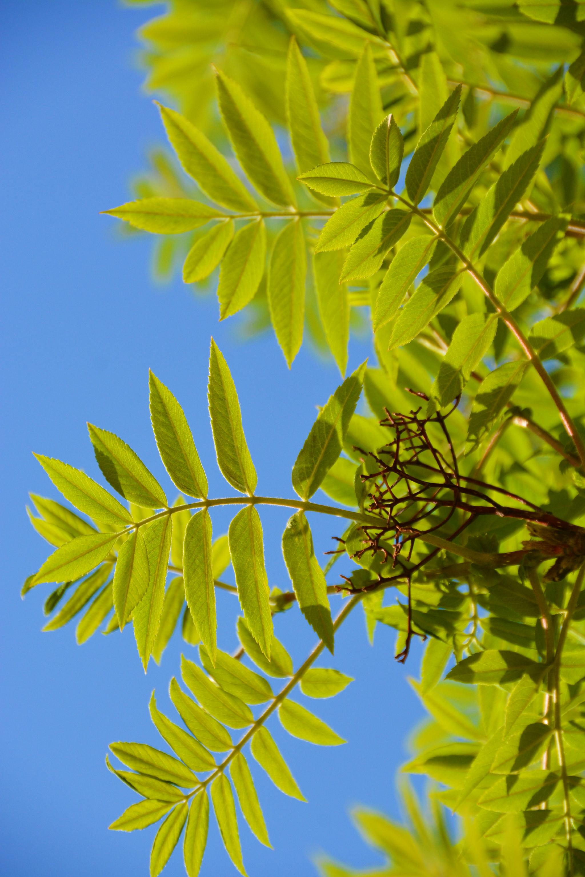 花楸树叶子,原创拍摄