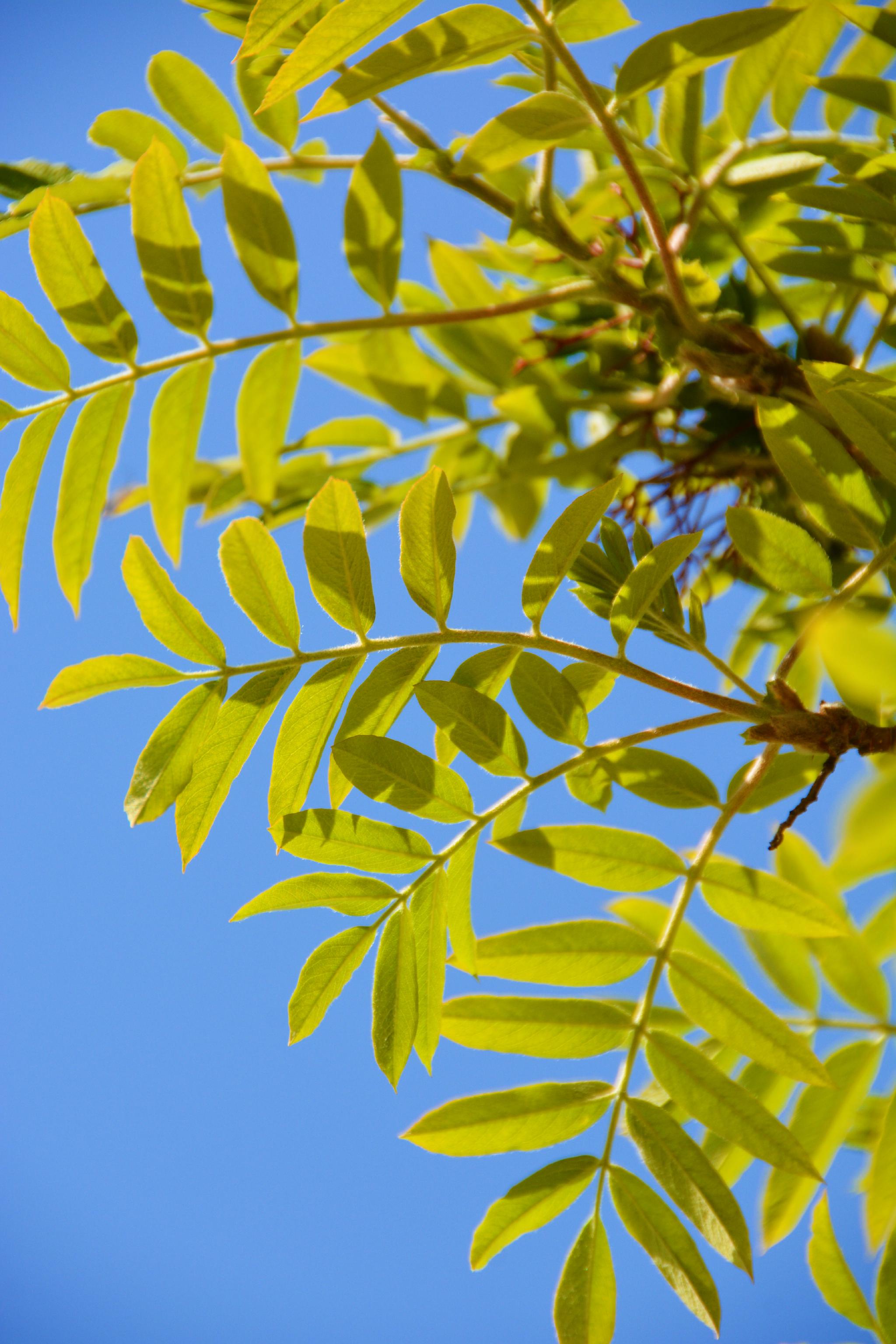 花楸树叶子,原创拍摄