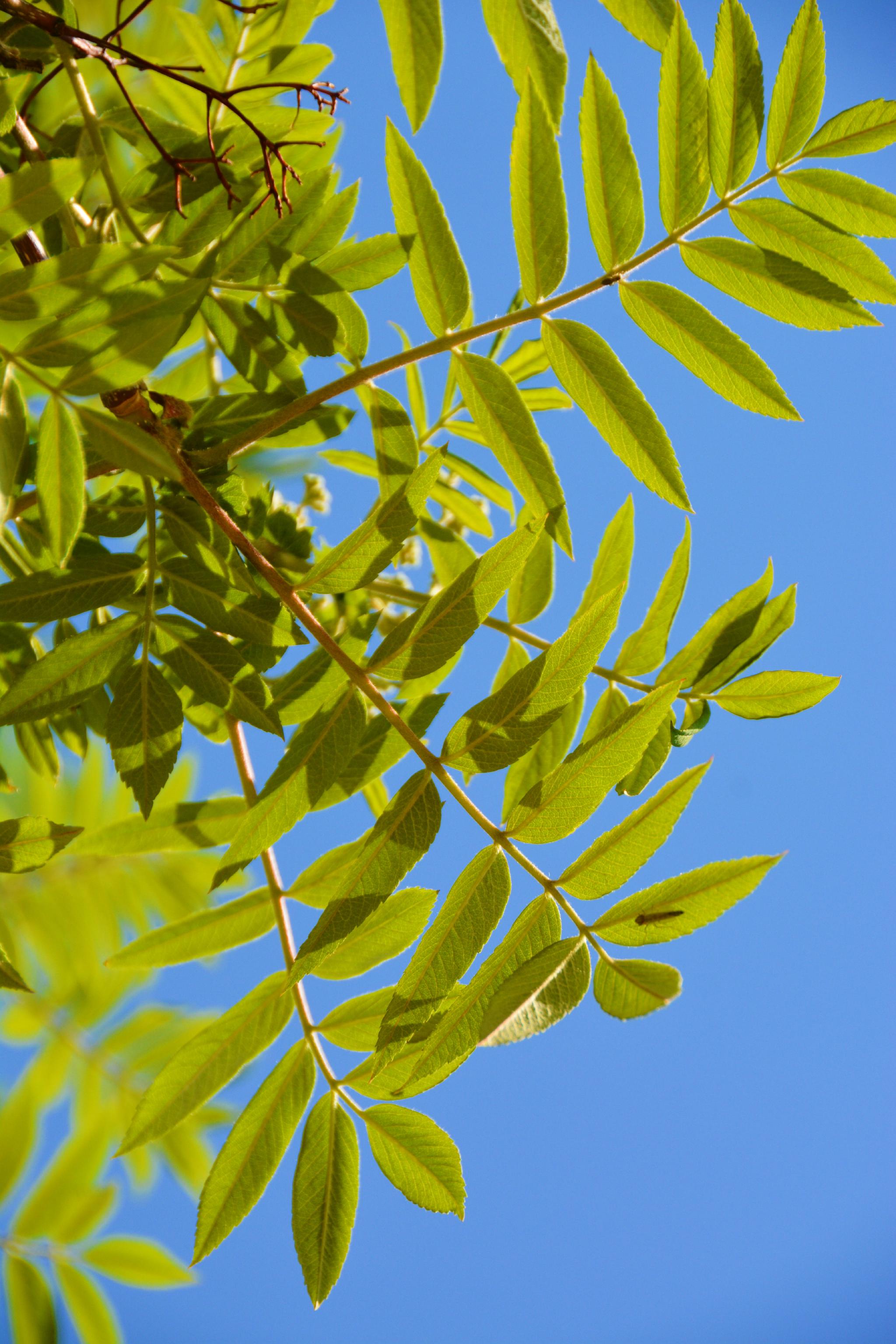 花楸树叶子,原创拍摄