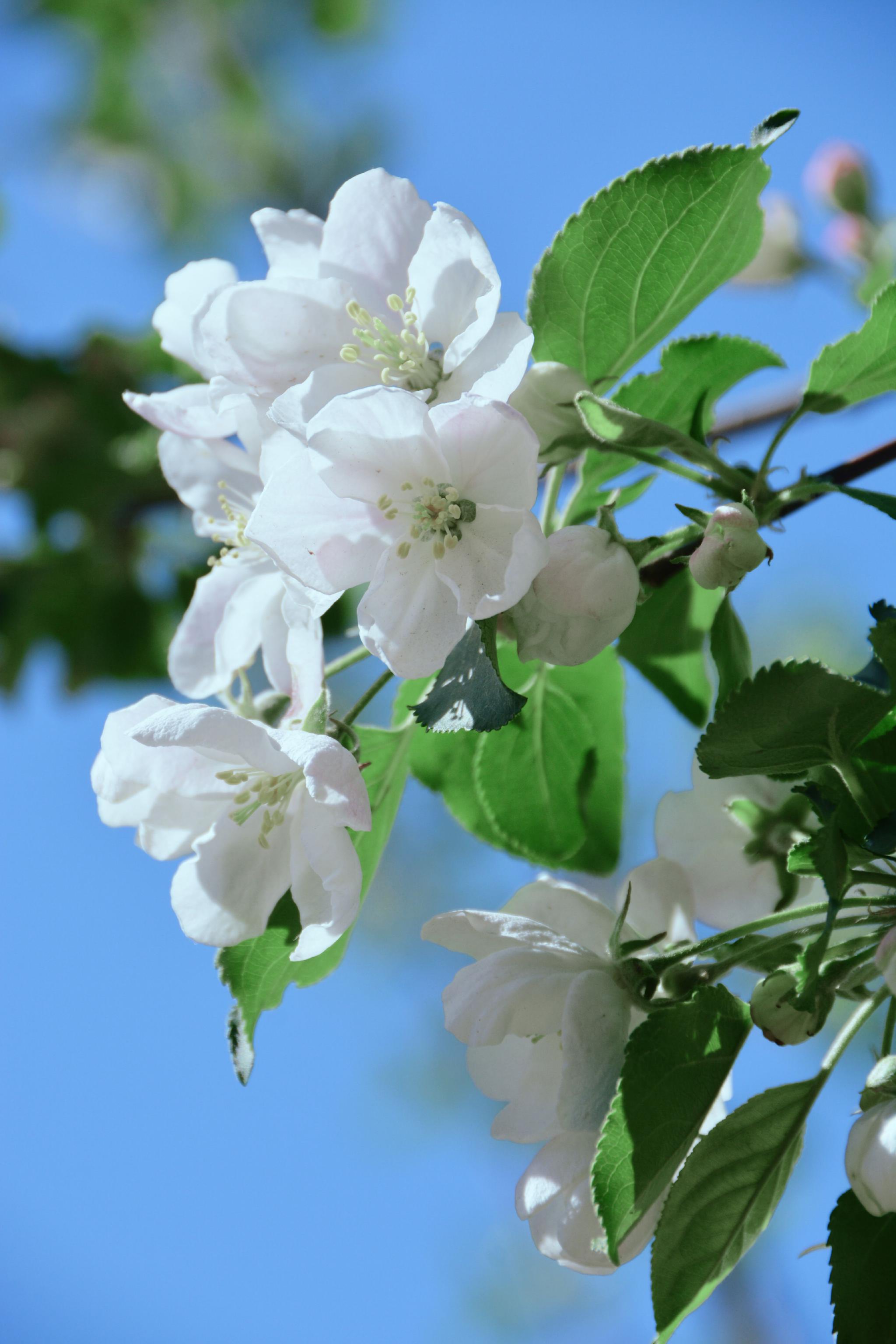洁白的沙果花,原创拍摄