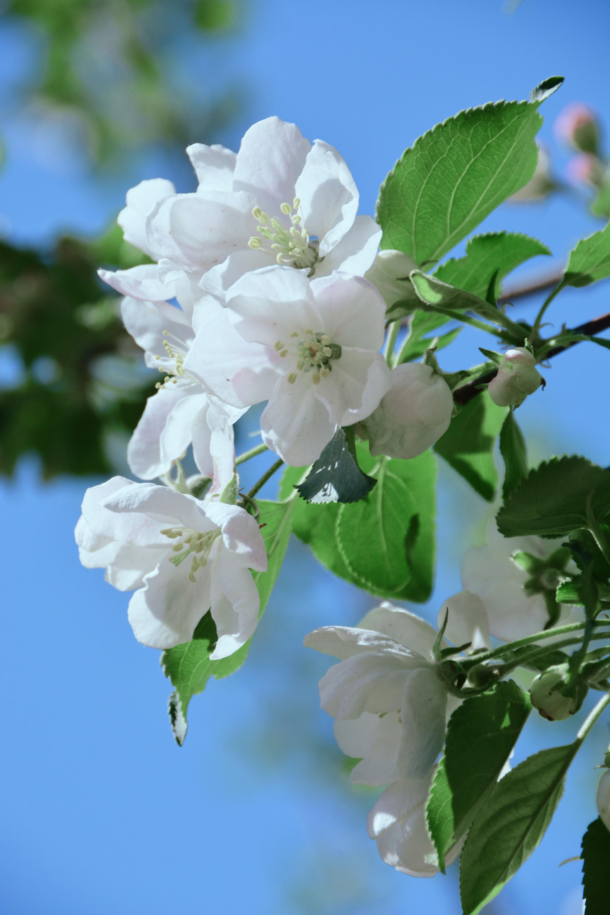 洁白的沙果花,原创拍摄