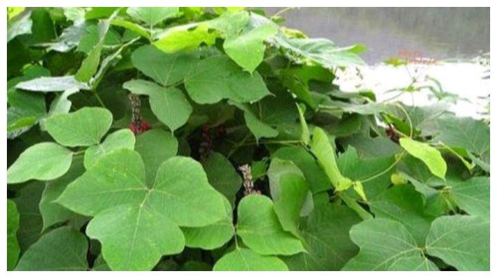 粉葛 沙葛和怀山是同一种植物吗 财经头条