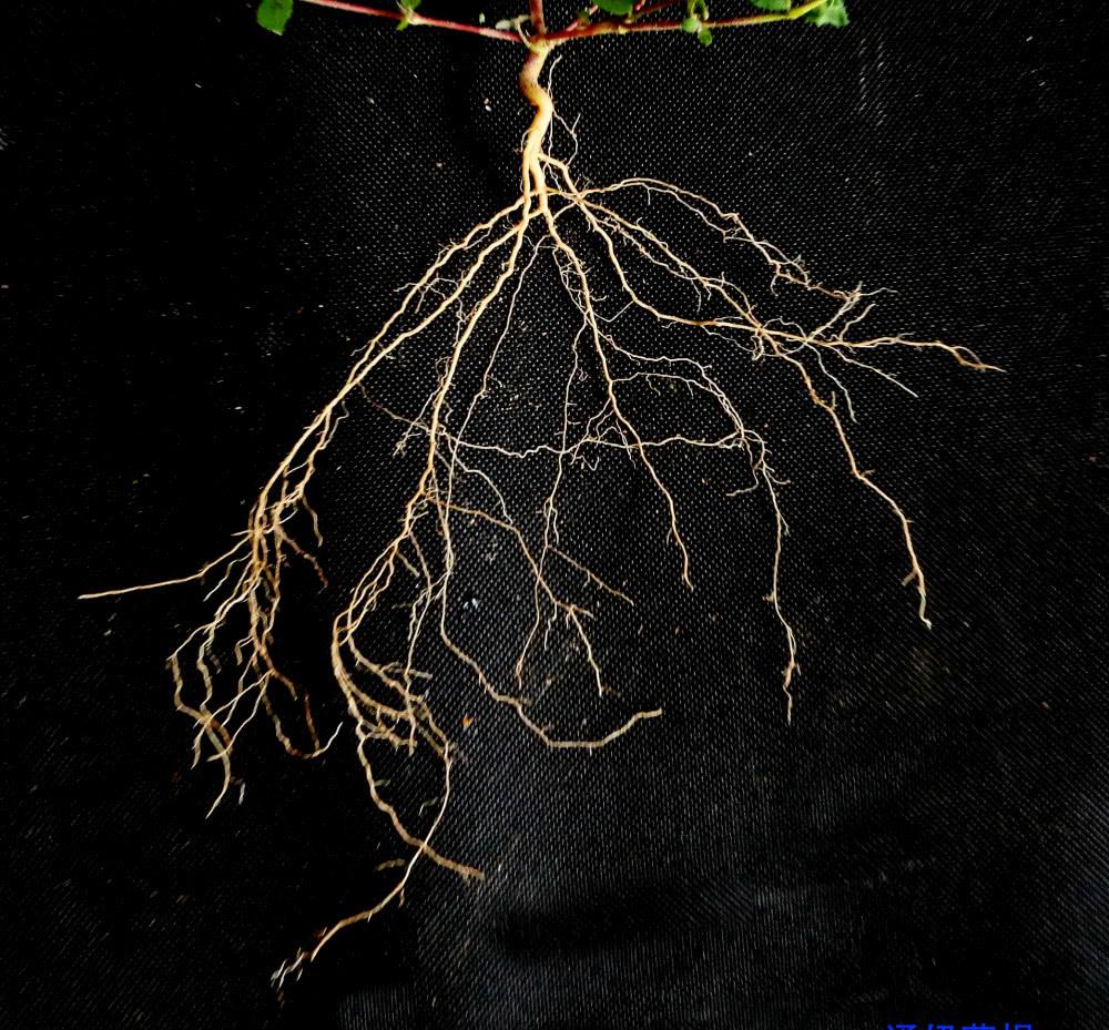 大戟科通奶草花,花序,花群体,果序,果群体,根,茎及叶原图