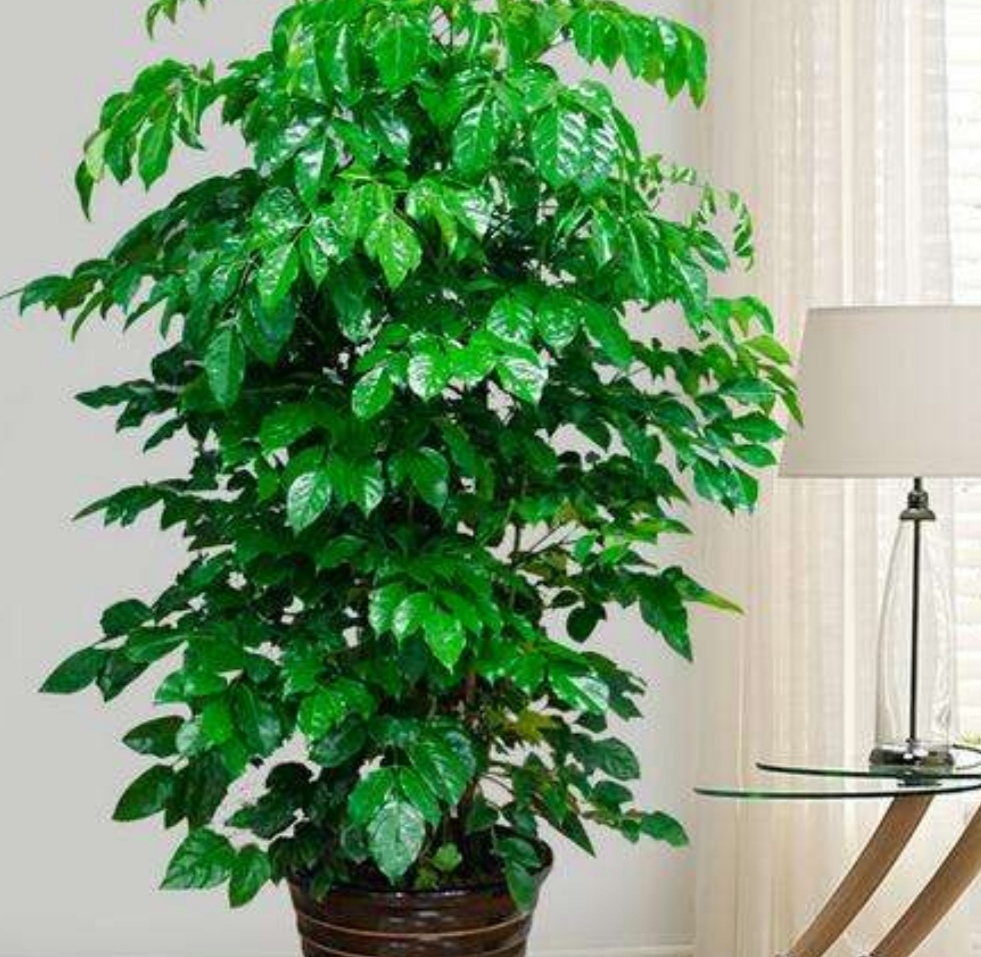 六种观赏植物养在家里招财又旺宅还能美化家居