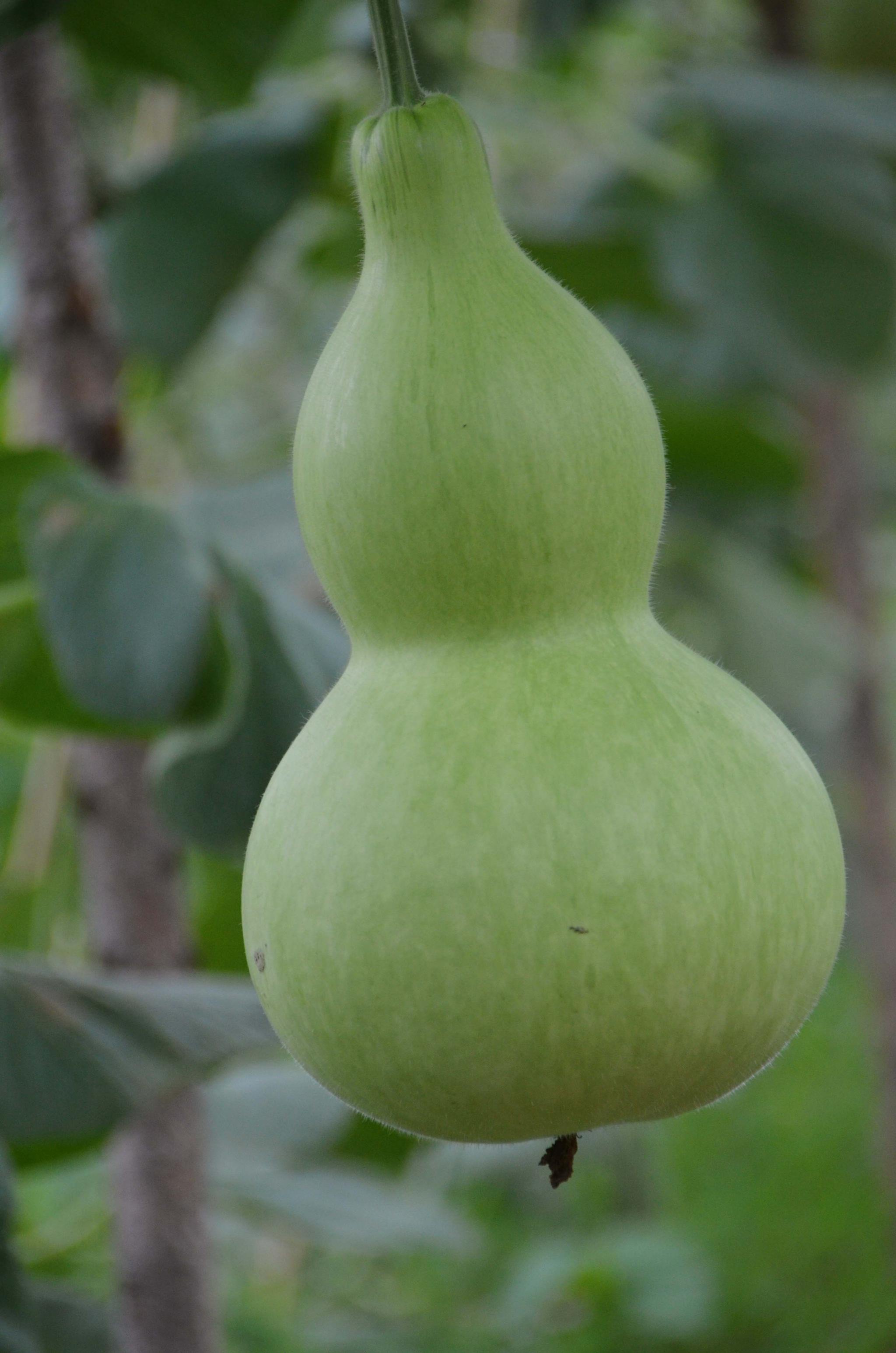 可爱的大葫芦,原创拍摄