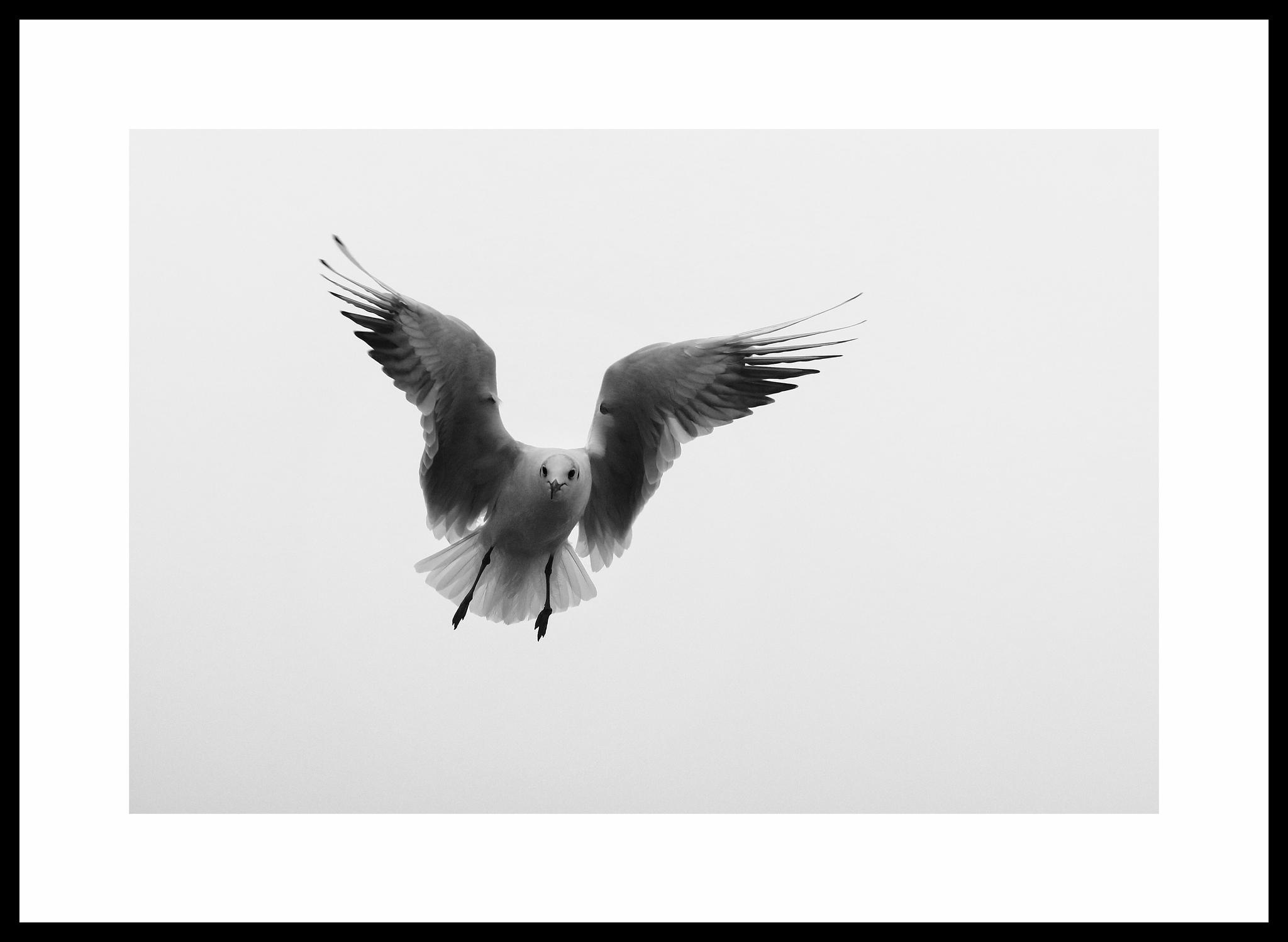 手机黑白摄影 海鸥_高清图集_新浪网